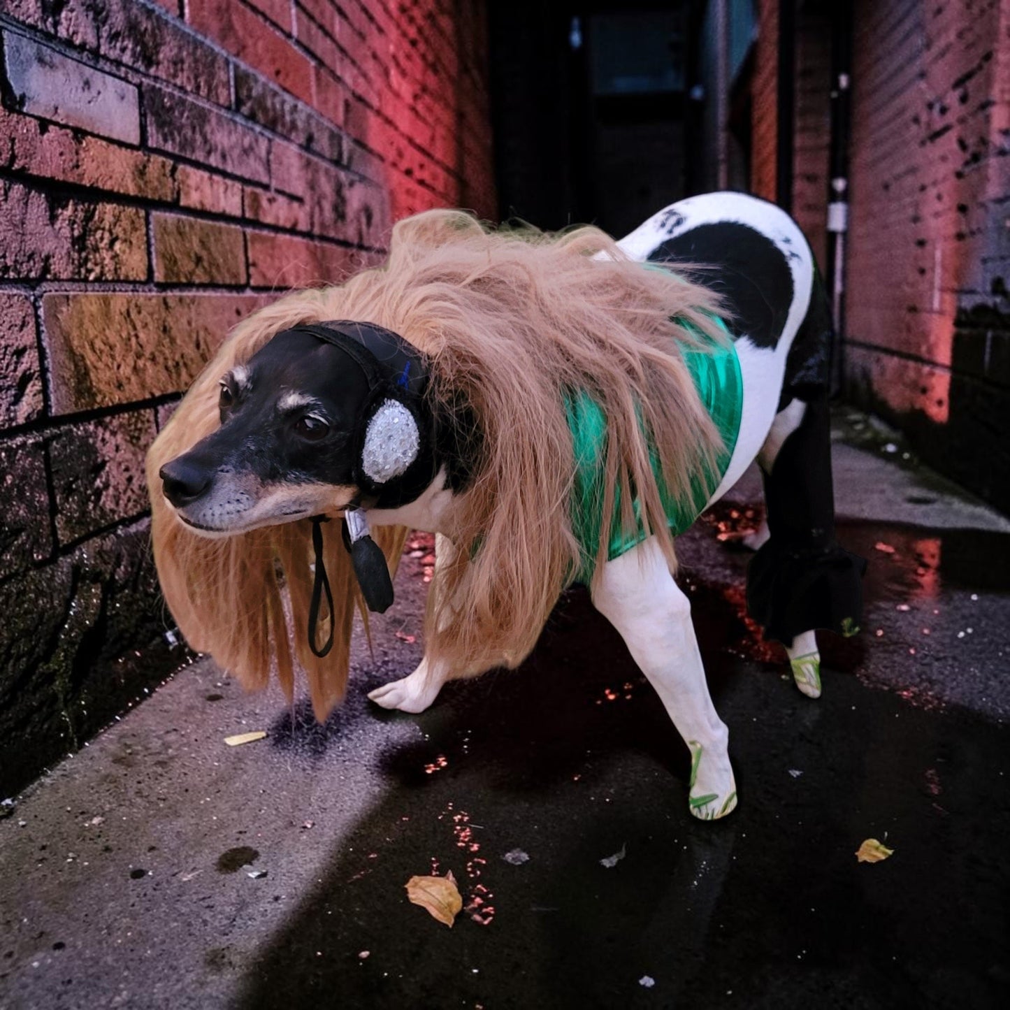 Britney Spears pet costume replica, Britney 'crazy' pet costume, Britney Green pet costume, Britney dog costume, Britney spears cat costume