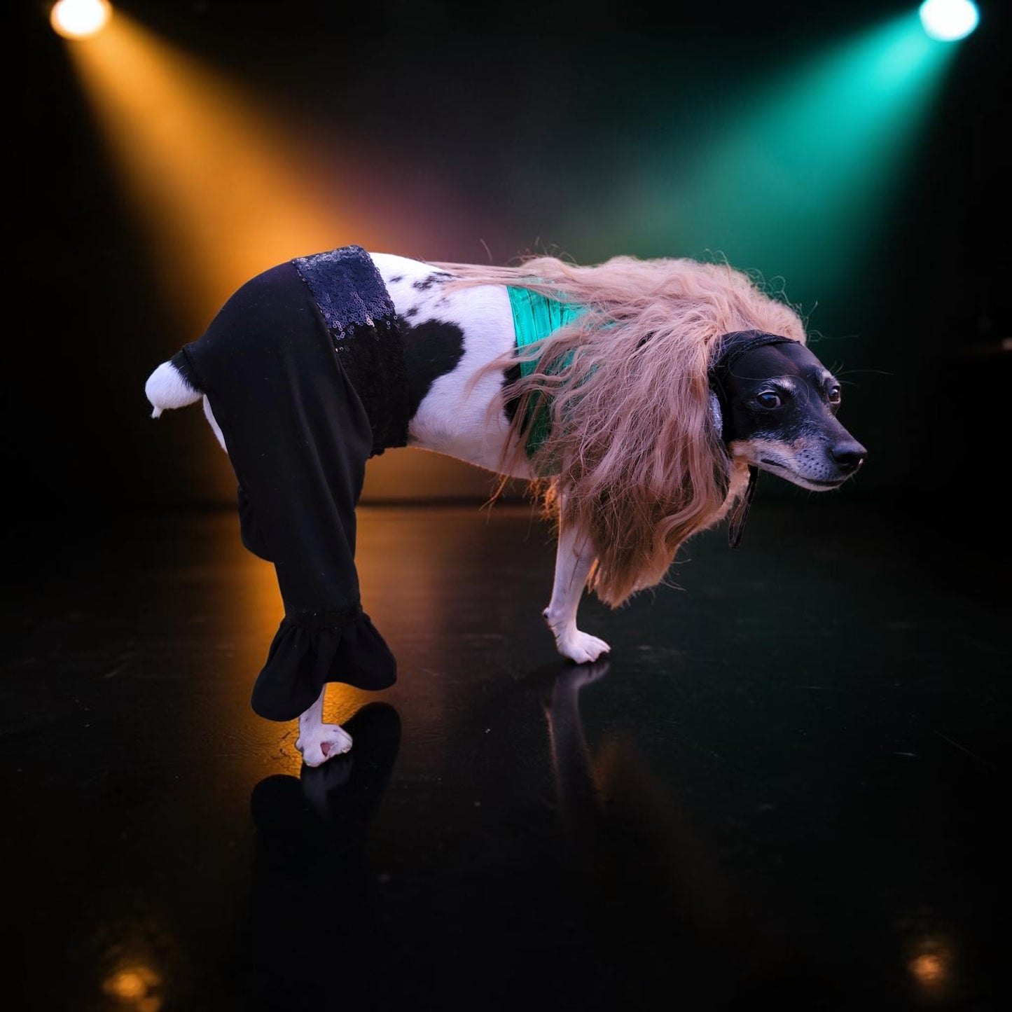 Britney Spears pet costume replica, Britney 'crazy' pet costume, Britney Green pet costume, Britney dog costume, Britney spears cat costume