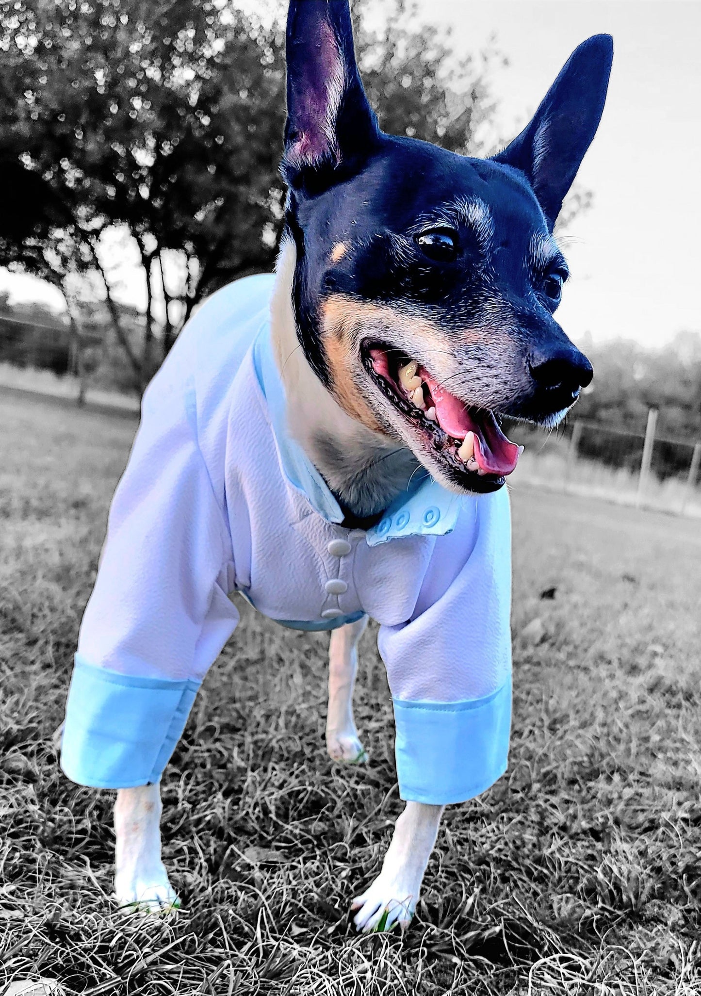 Tyler Pet Costume, Tyler Wednesday dog suit, Raven Pet Suit, Prom Pet Suit, prom dog suit, white Pet suit, wedding Pet suit, suit for pets