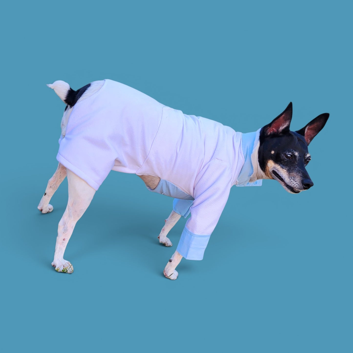 Tyler Pet Costume, Tyler Wednesday dog suit, Raven Pet Suit, Prom Pet Suit, prom dog suit, white Pet suit, wedding Pet suit, suit for pets