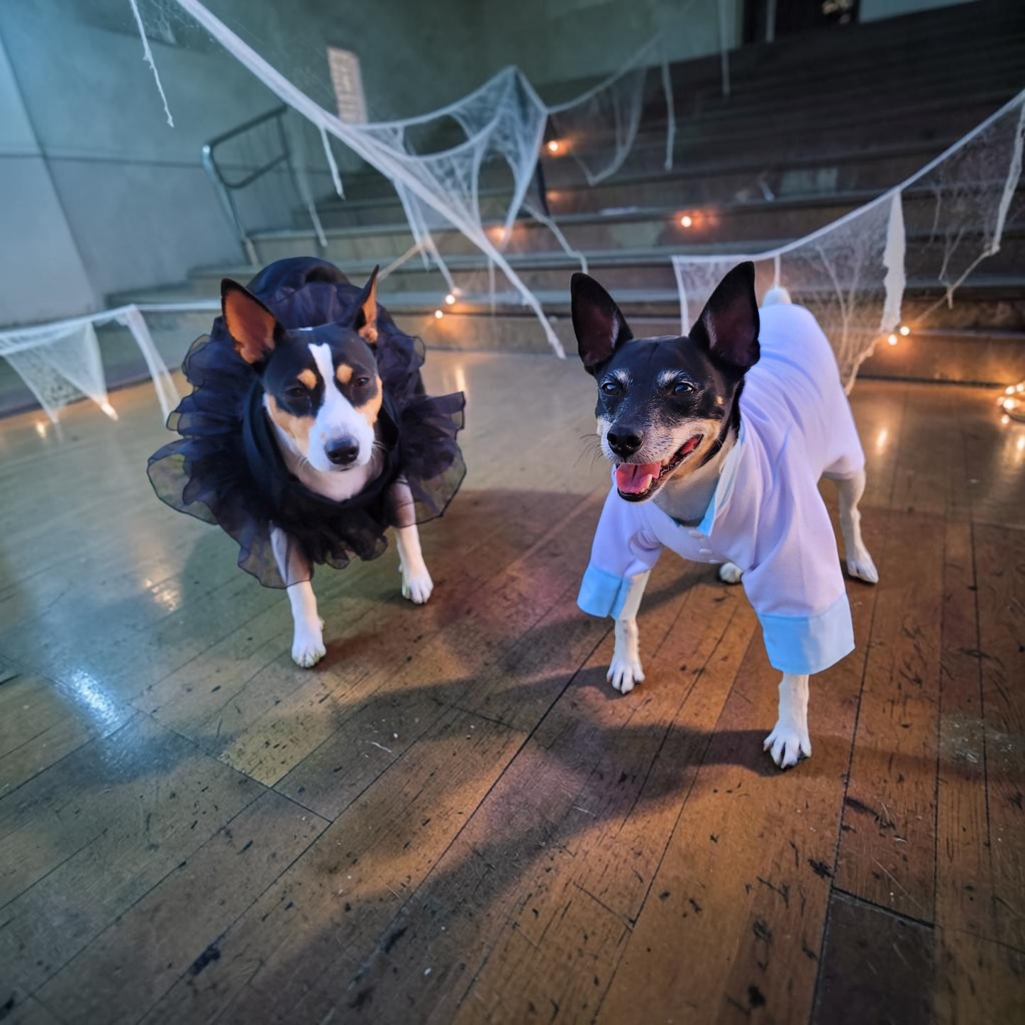 Tyler Pet Costume, Tyler Wednesday dog suit, Raven Pet Suit, Prom Pet Suit, prom dog suit, white Pet suit, wedding Pet suit, suit for pets