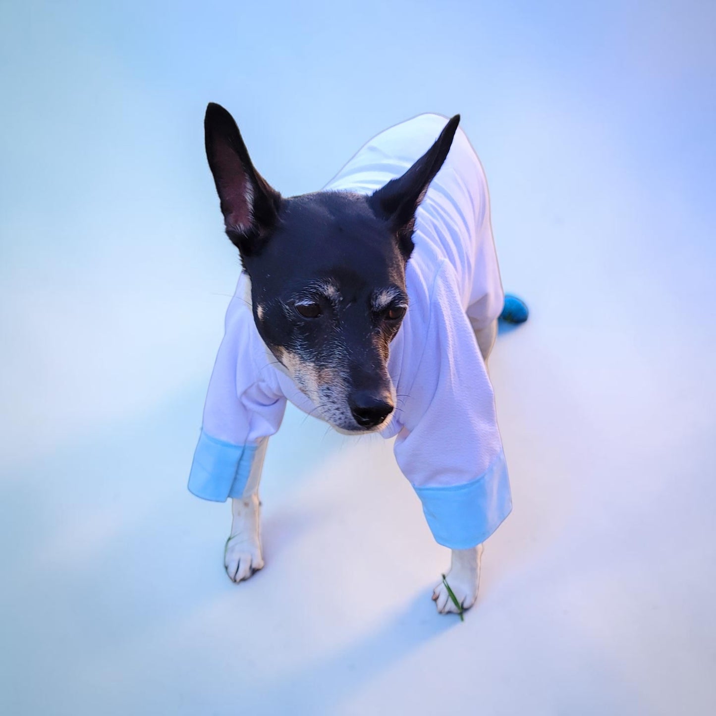 Tyler Pet Costume, Tyler Wednesday dog suit, Raven Pet Suit, Prom Pet Suit, prom dog suit, white Pet suit, wedding Pet suit, suit for pets