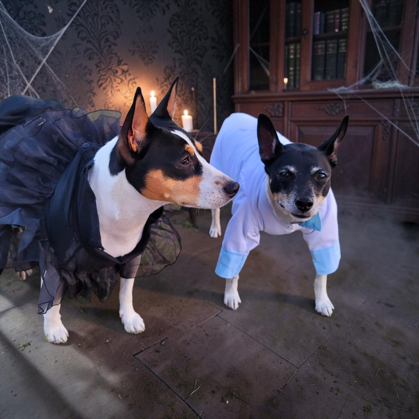 Tyler Pet Costume, Tyler Wednesday dog suit, Raven Pet Suit, Prom Pet Suit, prom dog suit, white Pet suit, wedding Pet suit, suit for pets