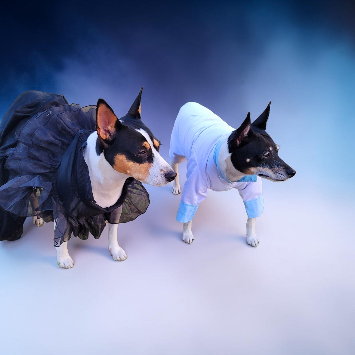 Tyler Pet Costume, Tyler Wednesday dog suit, Raven Pet Suit, Prom Pet Suit, prom dog suit, white Pet suit, wedding Pet suit, suit for pets