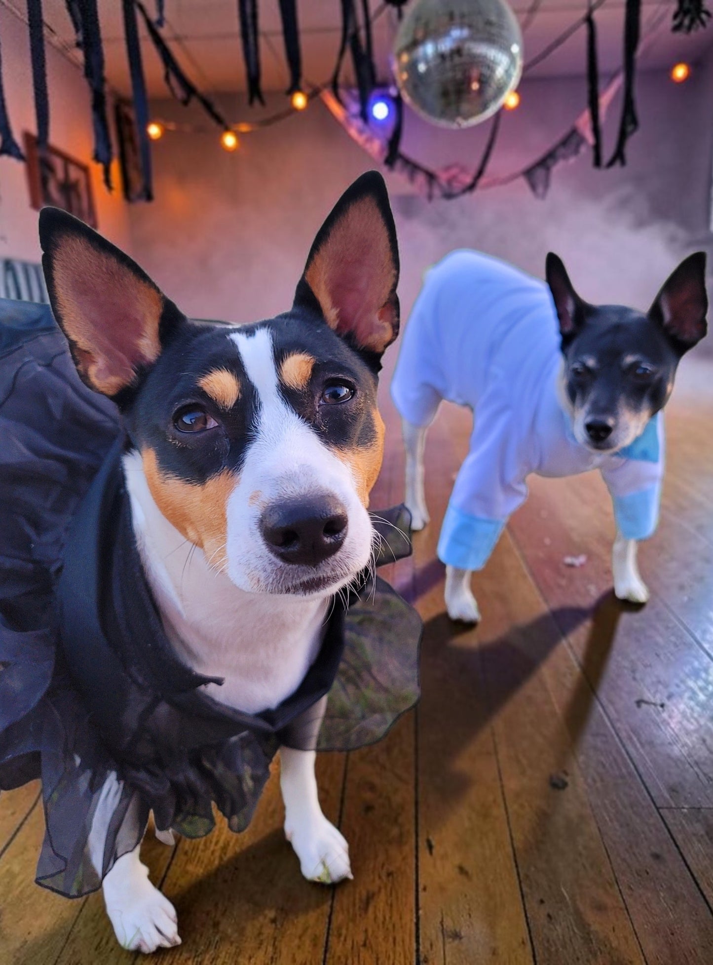 Tyler Pet Costume, Tyler Wednesday dog suit, Raven Pet Suit, Prom Pet Suit, prom dog suit, white Pet suit, wedding Pet suit, suit for pets