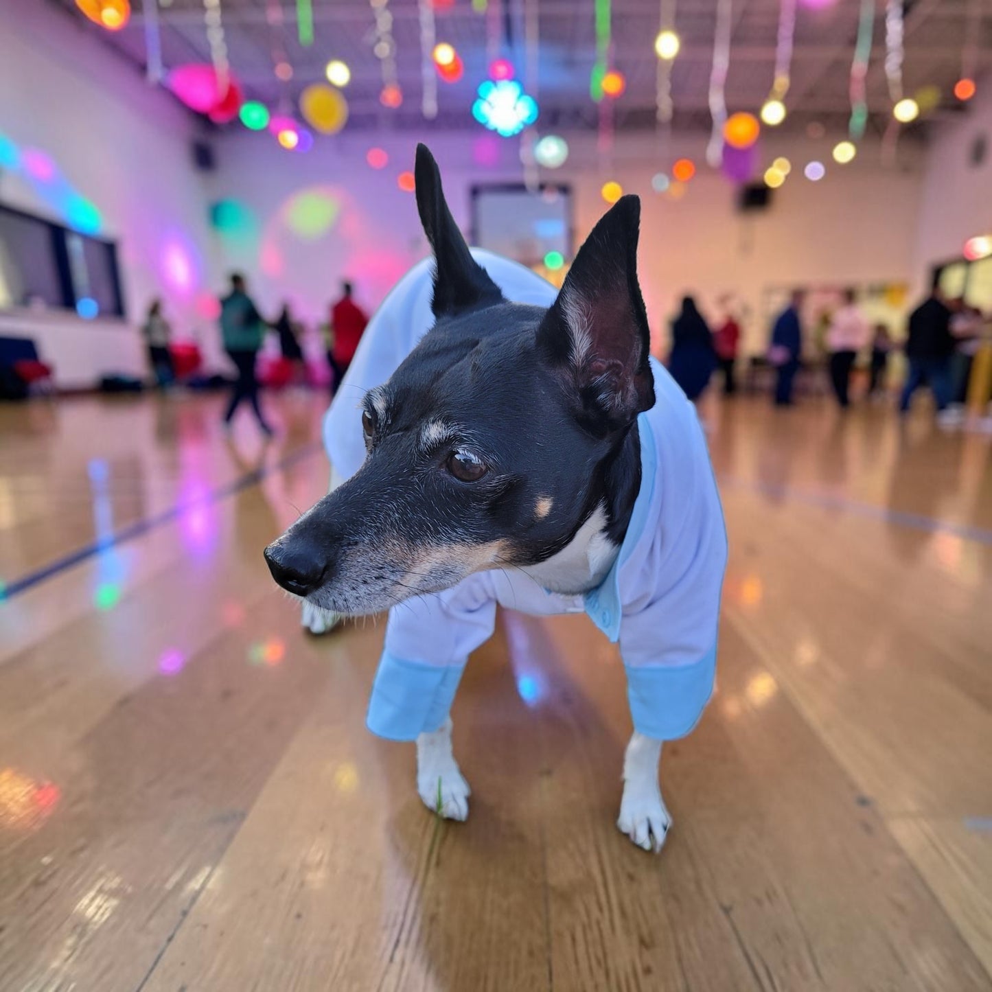 Tyler Pet Costume, Tyler Wednesday dog suit, Raven Pet Suit, Prom Pet Suit, prom dog suit, white Pet suit, wedding Pet suit, suit for pets