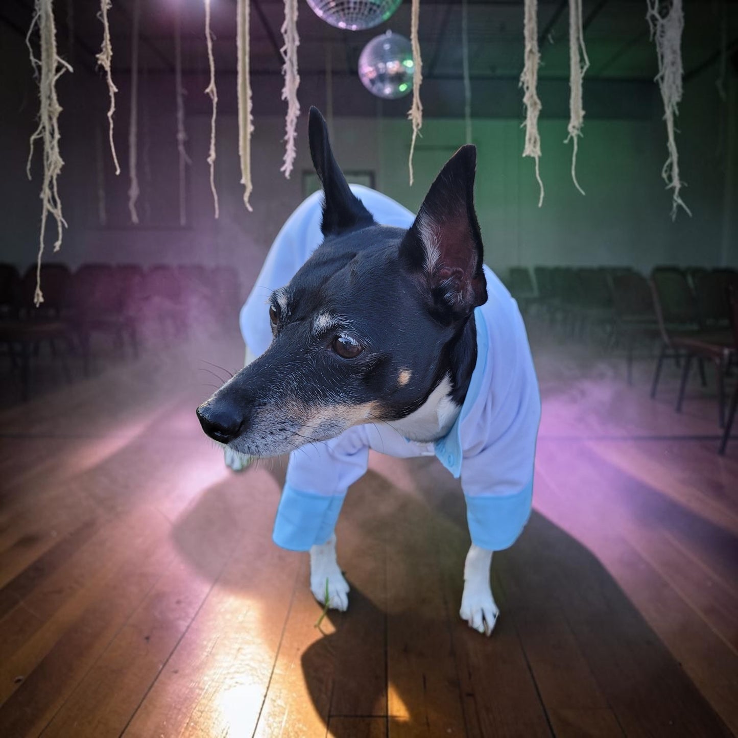 Tyler Pet Costume, Tyler Wednesday dog suit, Raven Pet Suit, Prom Pet Suit, prom dog suit, white Pet suit, wedding Pet suit, suit for pets