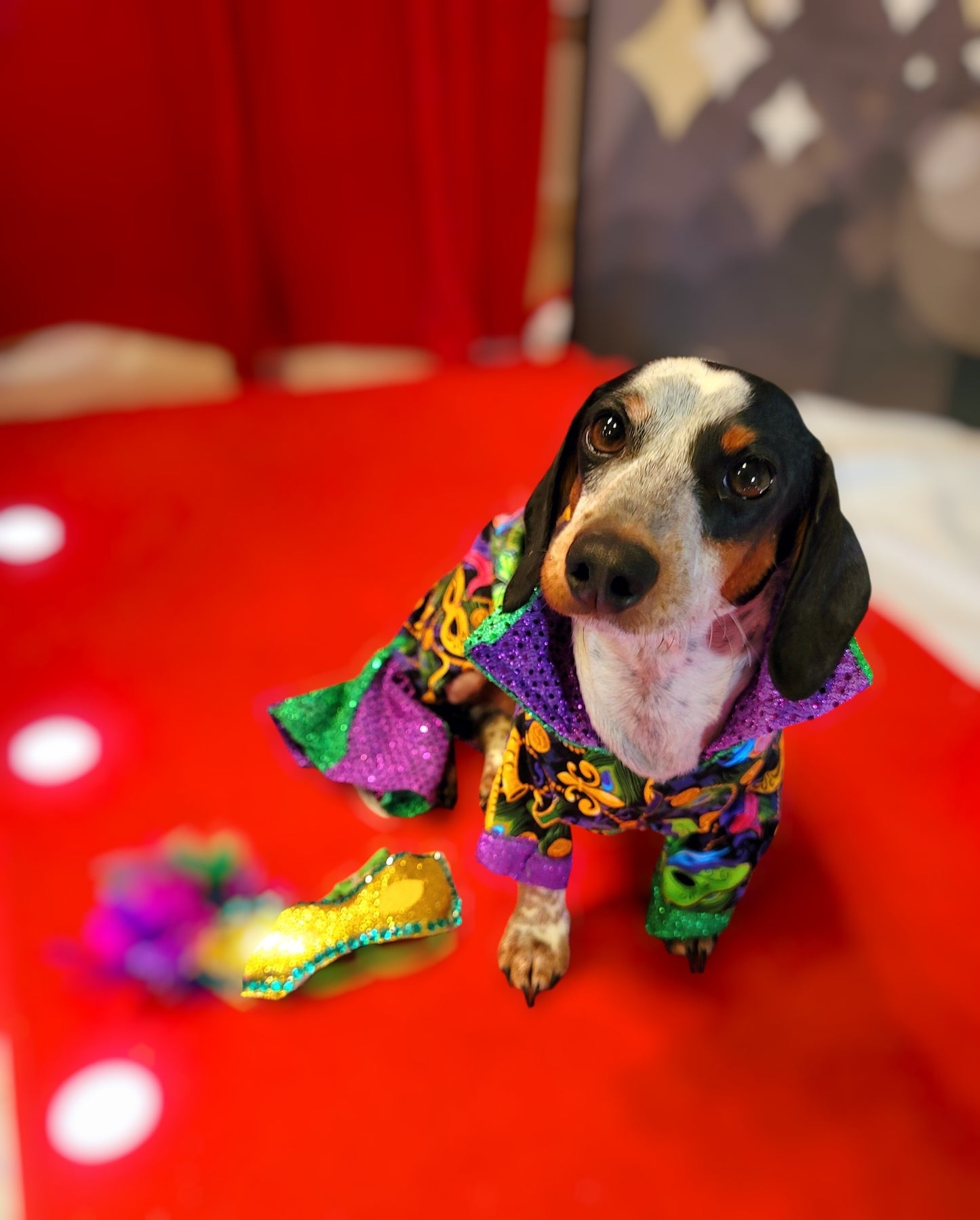 Mardi Gras Pet body suit, Mardi Gras sequin pet body suit, Mardi Gras Pet costume