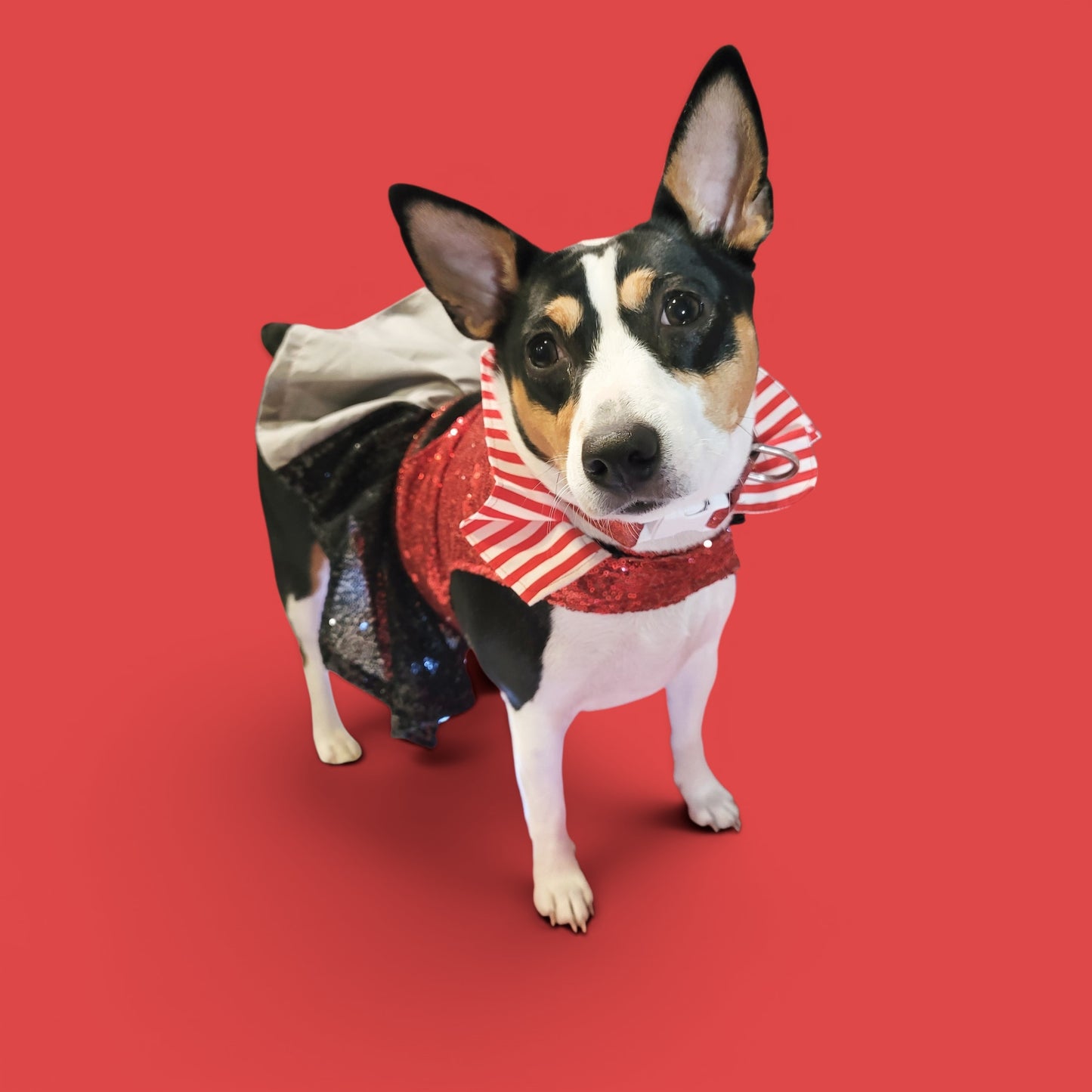 Pet Pirate female Costume, Dog Pirate Costume, Pirate pet costume, Pirate cat costume, female Pirate pet, Pirate pet dress
