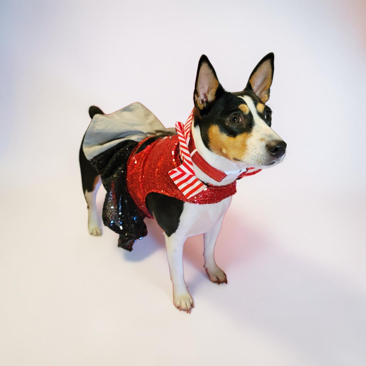 Pet Pirate female Costume, Dog Pirate Costume, Pirate pet costume, Pirate cat costume, female Pirate pet, Pirate pet dress
