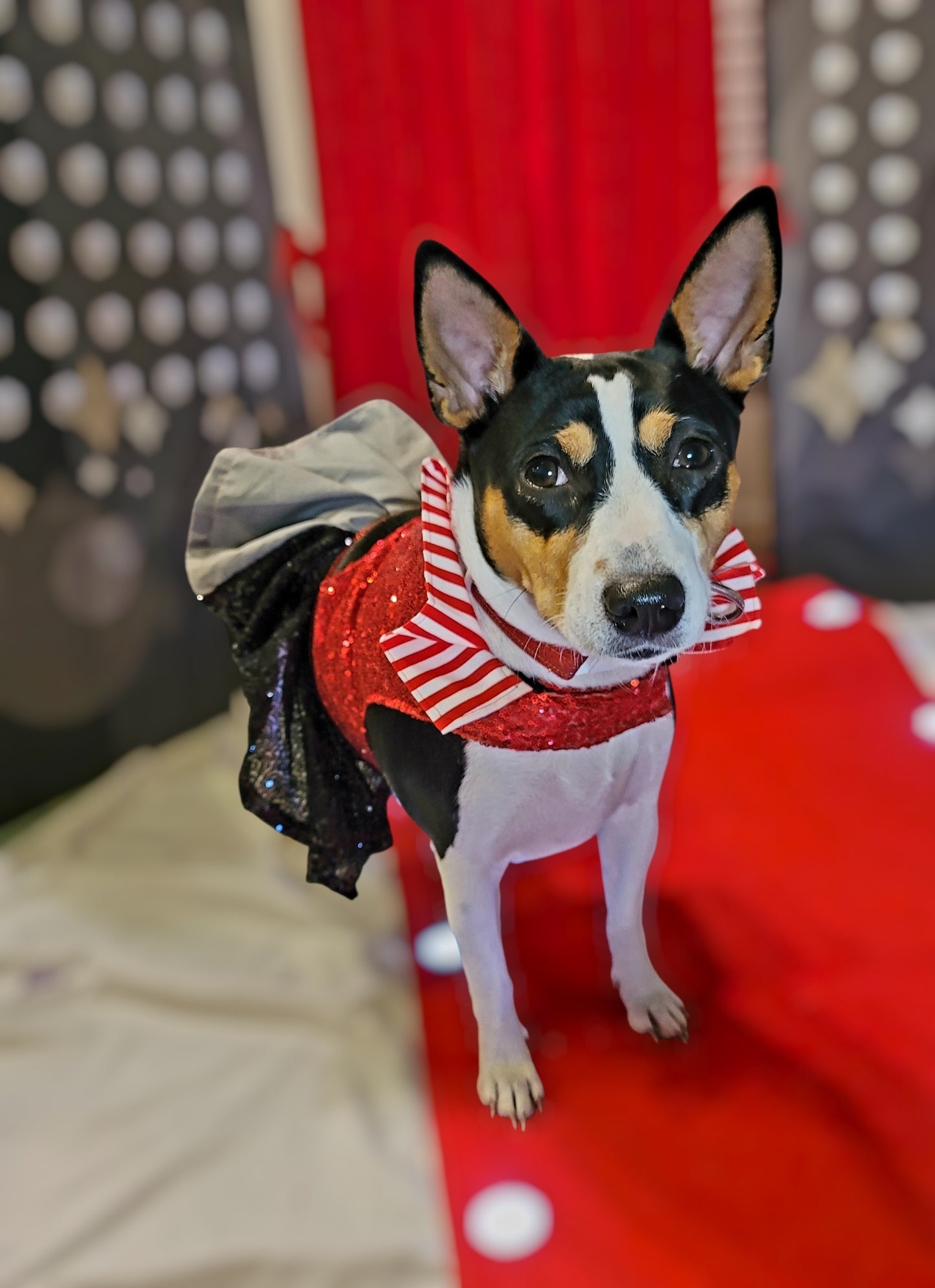 Pet Pirate female Costume, Dog Pirate Costume, Pirate pet costume, Pirate cat costume, female Pirate pet, Pirate pet dress