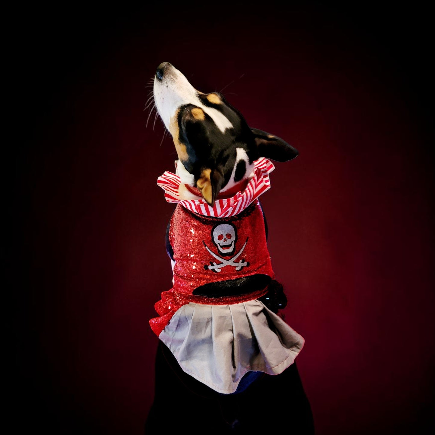 Pet Pirate female Costume, Dog Pirate Costume, Pirate pet costume, Pirate cat costume, female Pirate pet, Pirate pet dress
