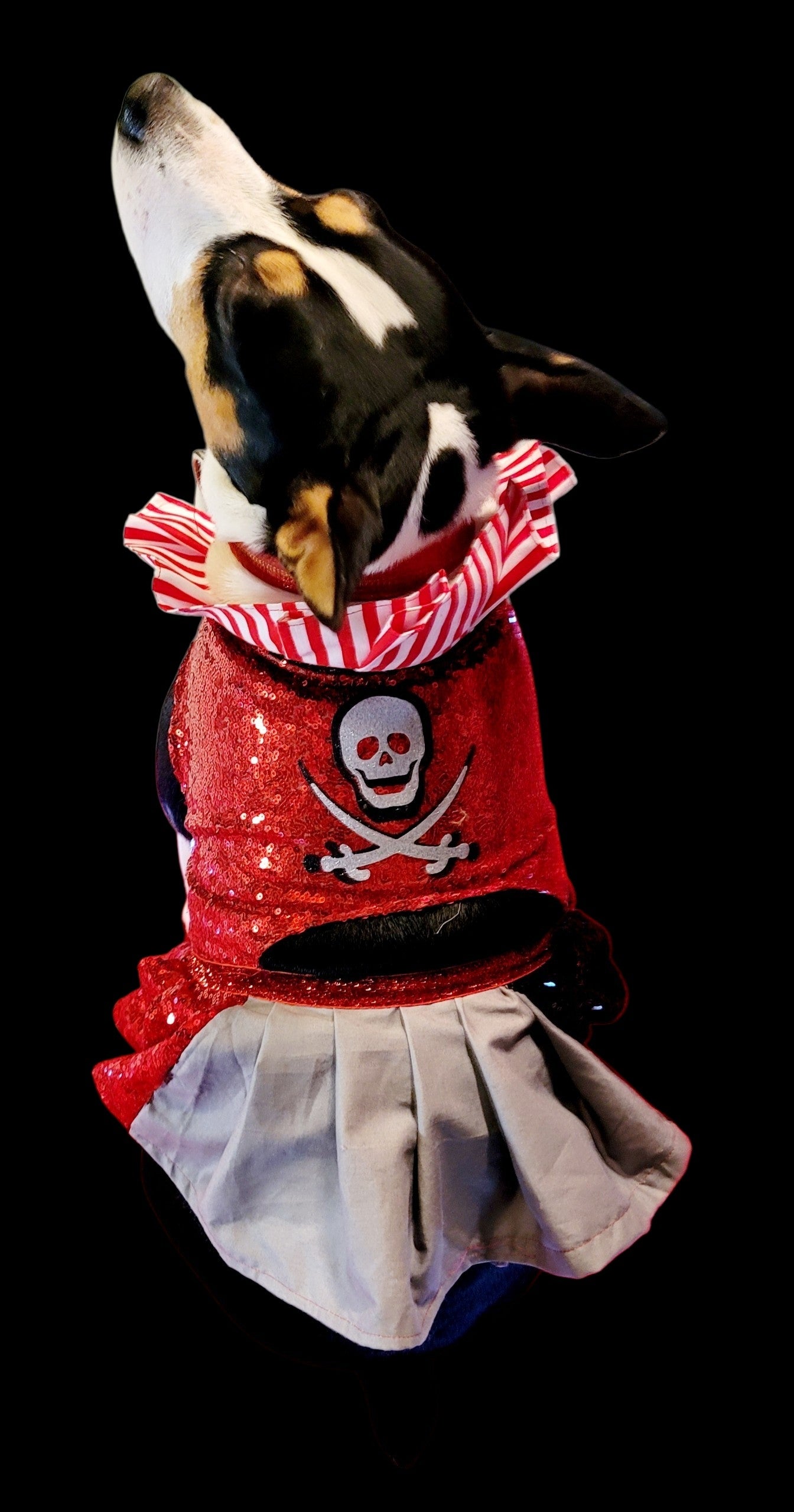Pet Pirate female Costume, Dog Pirate Costume, Pirate pet costume, Pirate cat costume, female Pirate pet, Pirate pet dress