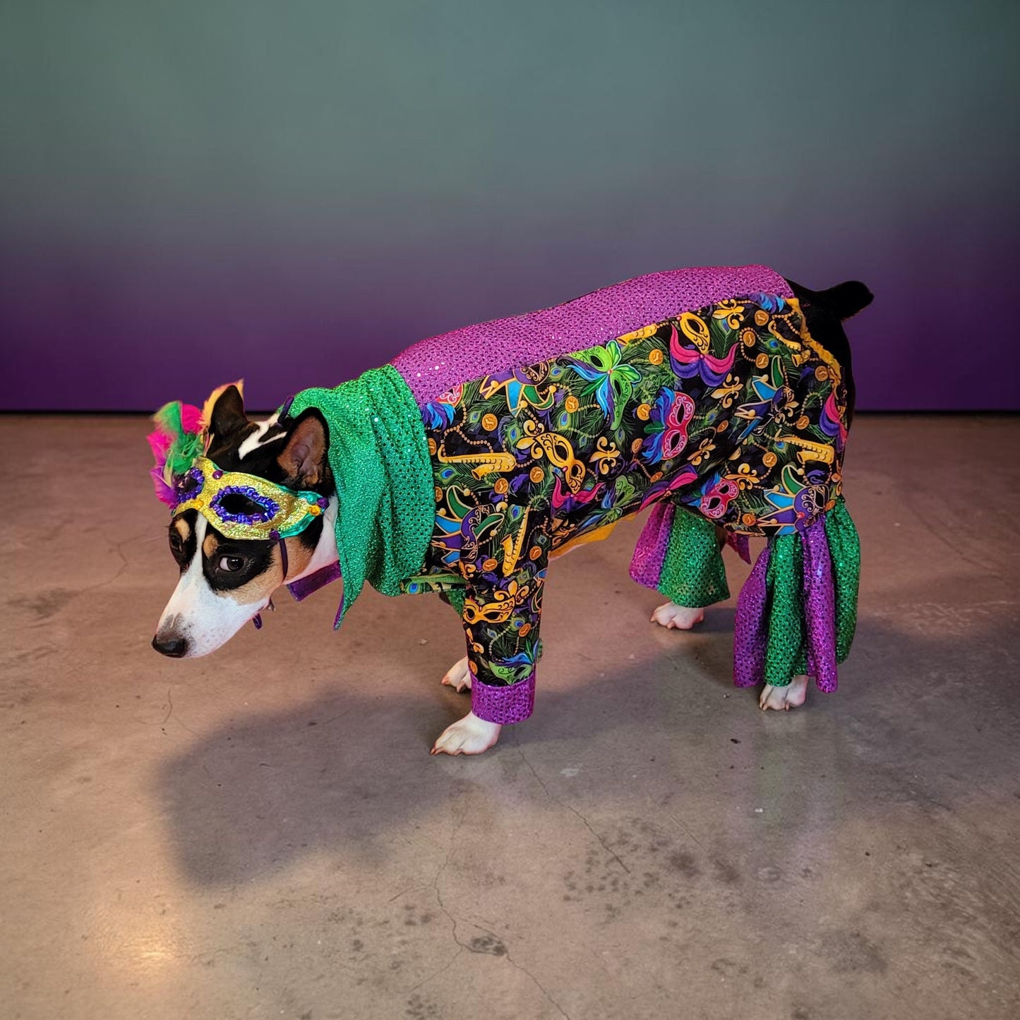 Mardi Gras Pet body suit, Mardi Gras sequin pet body suit, Mardi Gras Pet costume
