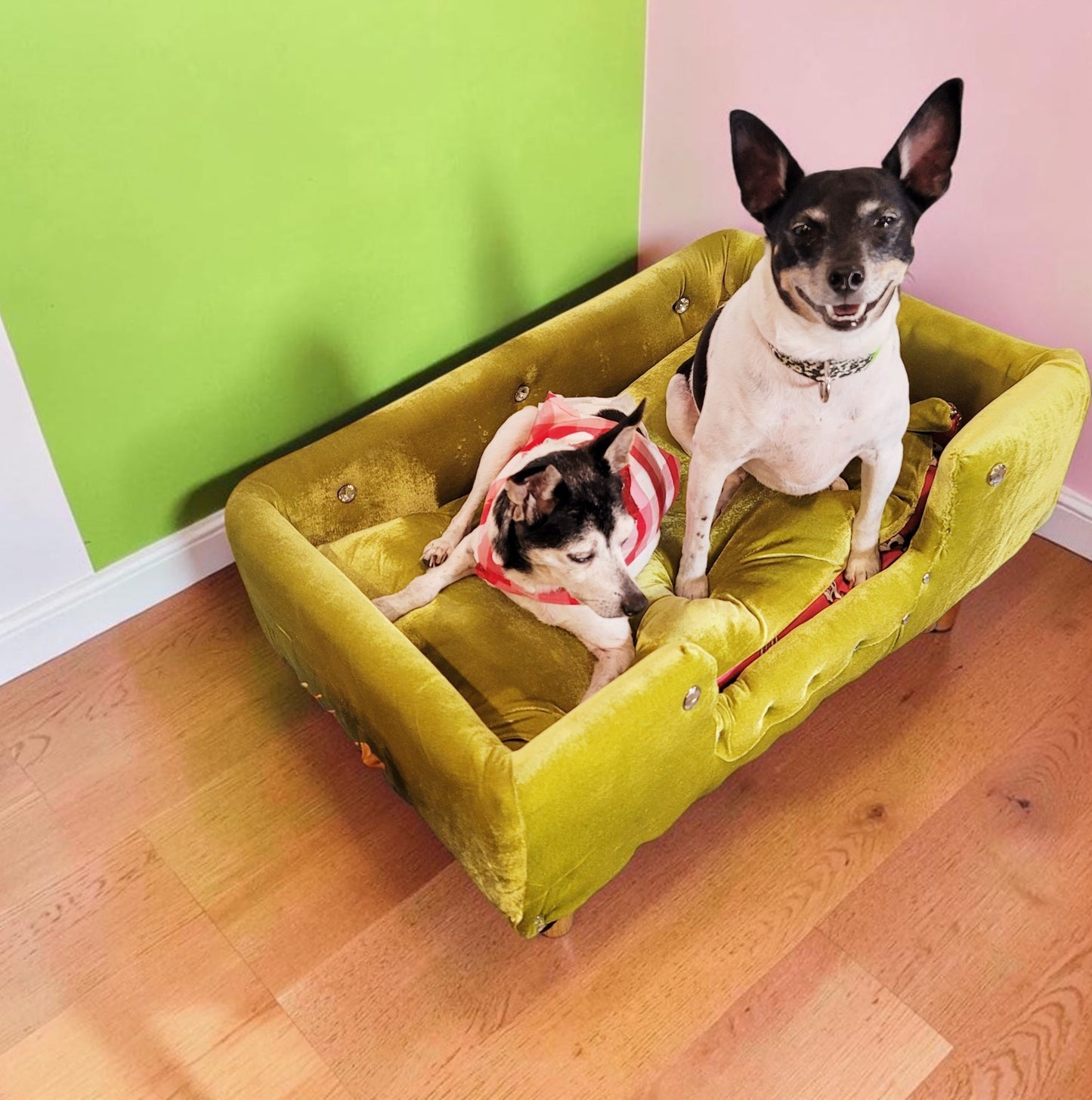 Velvet Contemporary Pet Bed, luxury pet bed with legs, upholstered pet bed