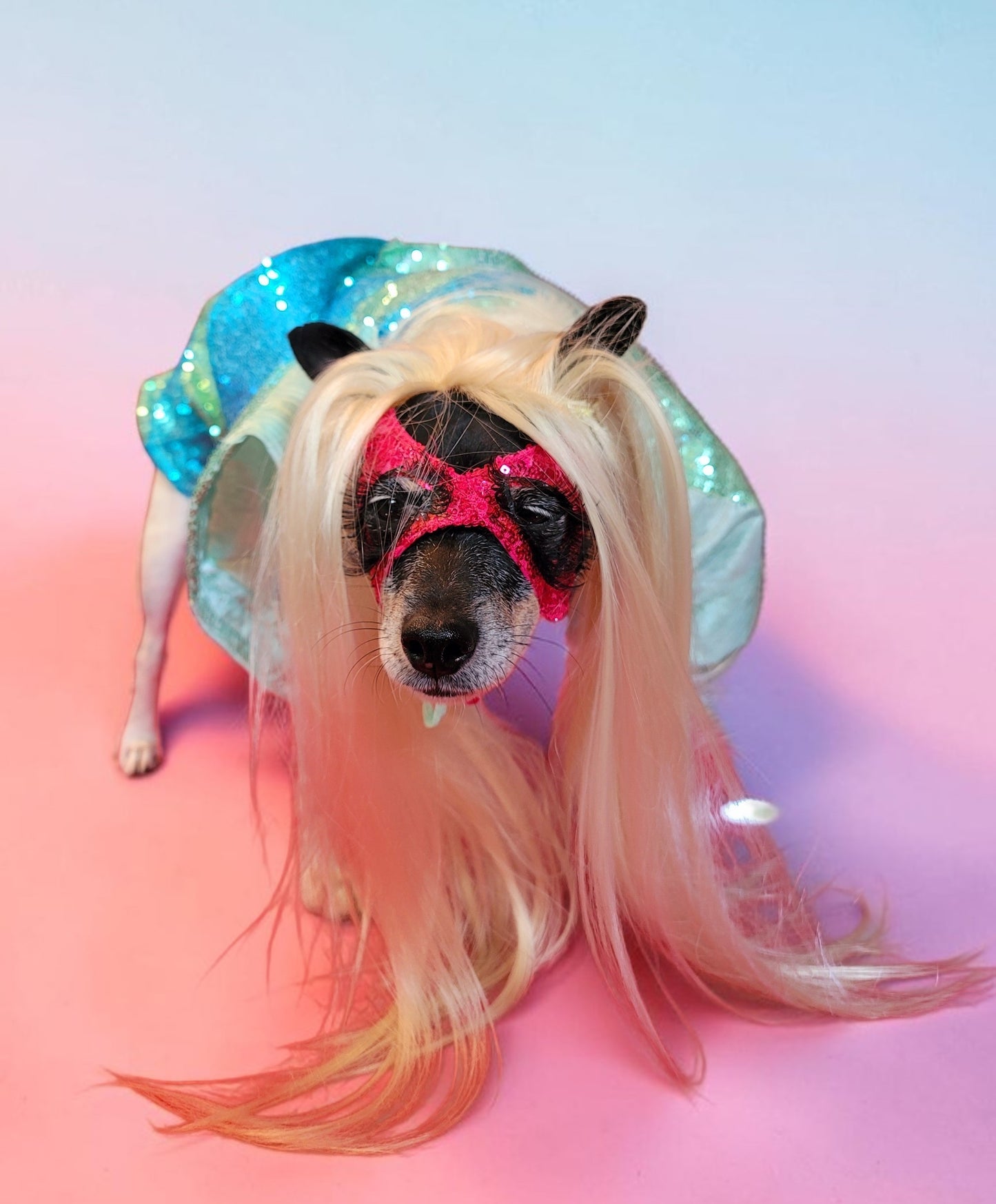 Pet Wigs, dog wigs, cat wigs, wigs for pets, Halloween Pet wigs, blond pet wig, brown pet wig, black pet wig, ponytail pet wig, wigs for dog