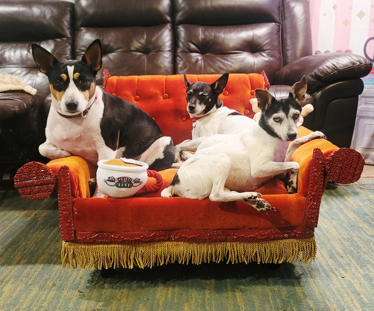 Friends Orange Pet Sofa, Central Perk Pet Sofa, Friends dog couch