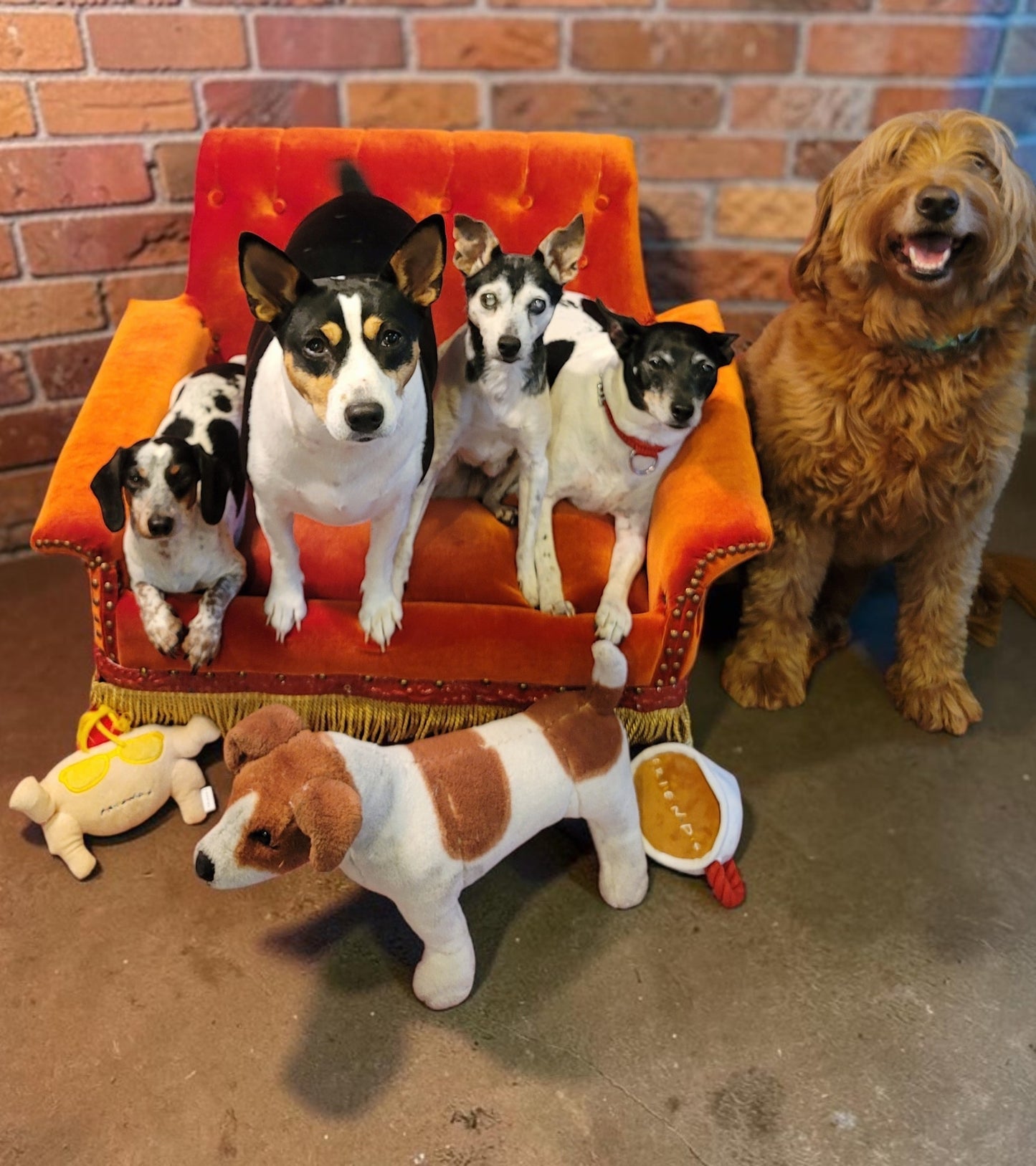 Friends Orange Pet Sofa, Central Perk Pet Sofa, Friends dog couch