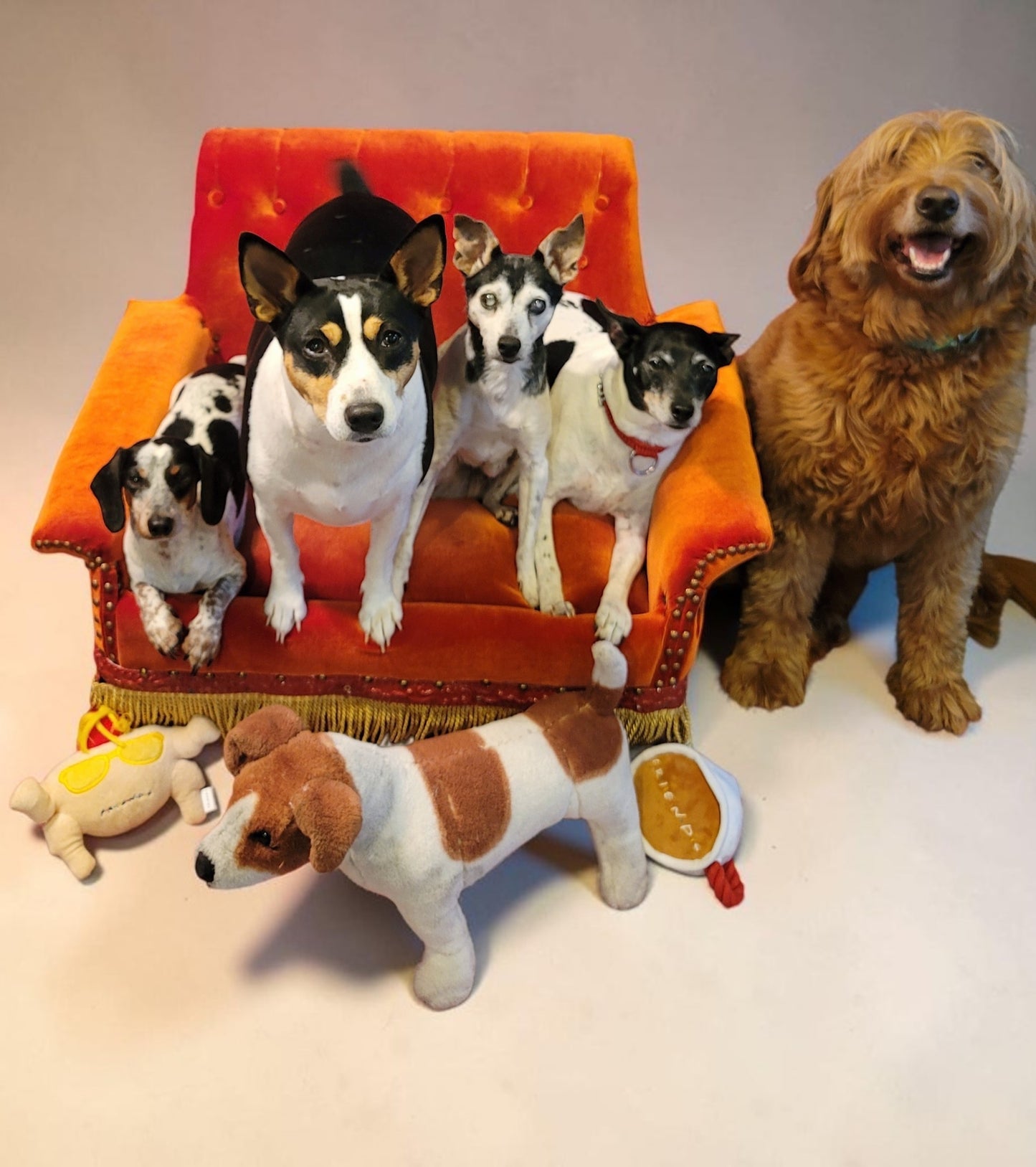 Friends Orange Pet Sofa, Central Perk Pet Sofa, Friends dog couch