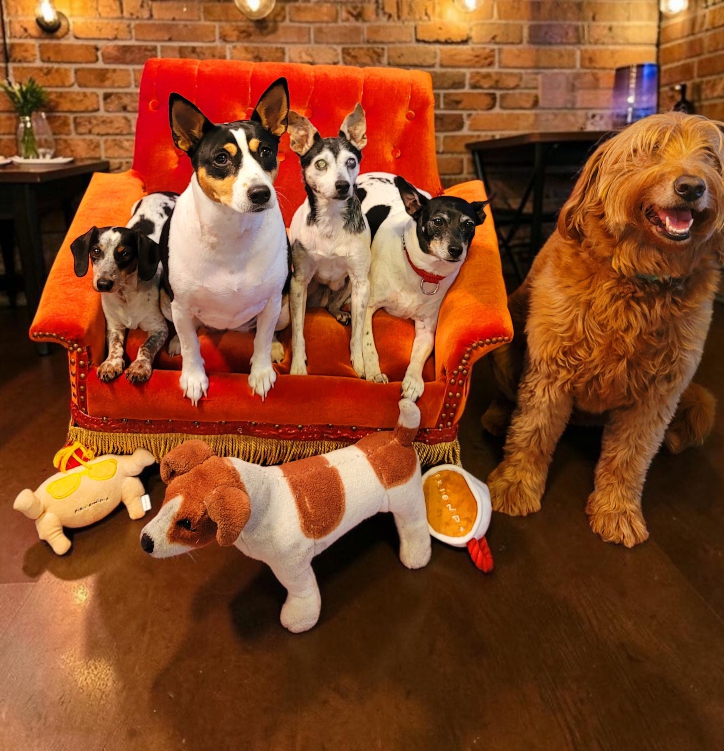 Friends Orange Pet Sofa, Central Perk Pet Sofa, Friends dog couch
