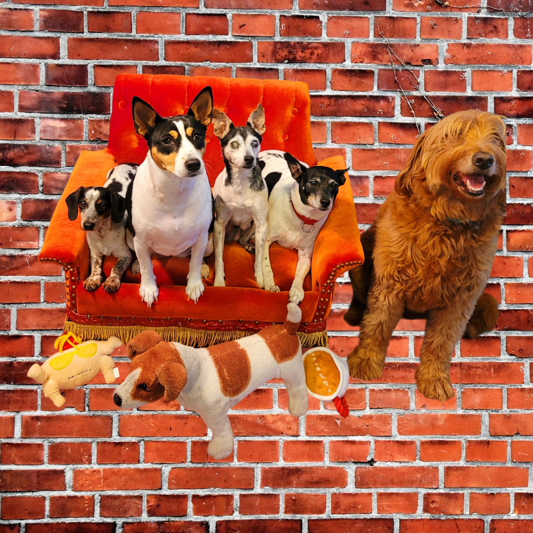 Friends Orange Pet Sofa, Central Perk Pet Sofa, Friends dog couch