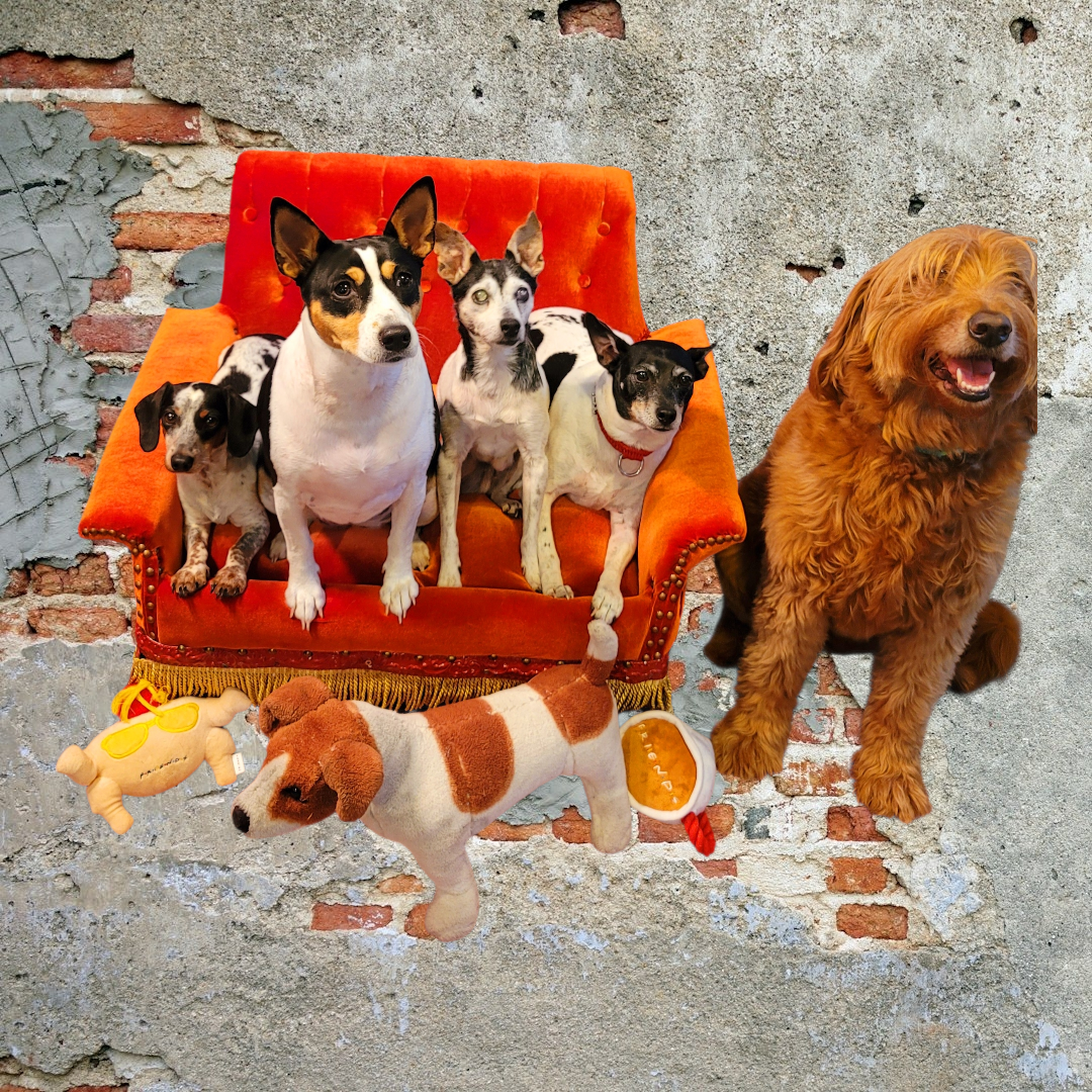 Friends Orange Pet Sofa, Central Perk Pet Sofa, Friends dog couch