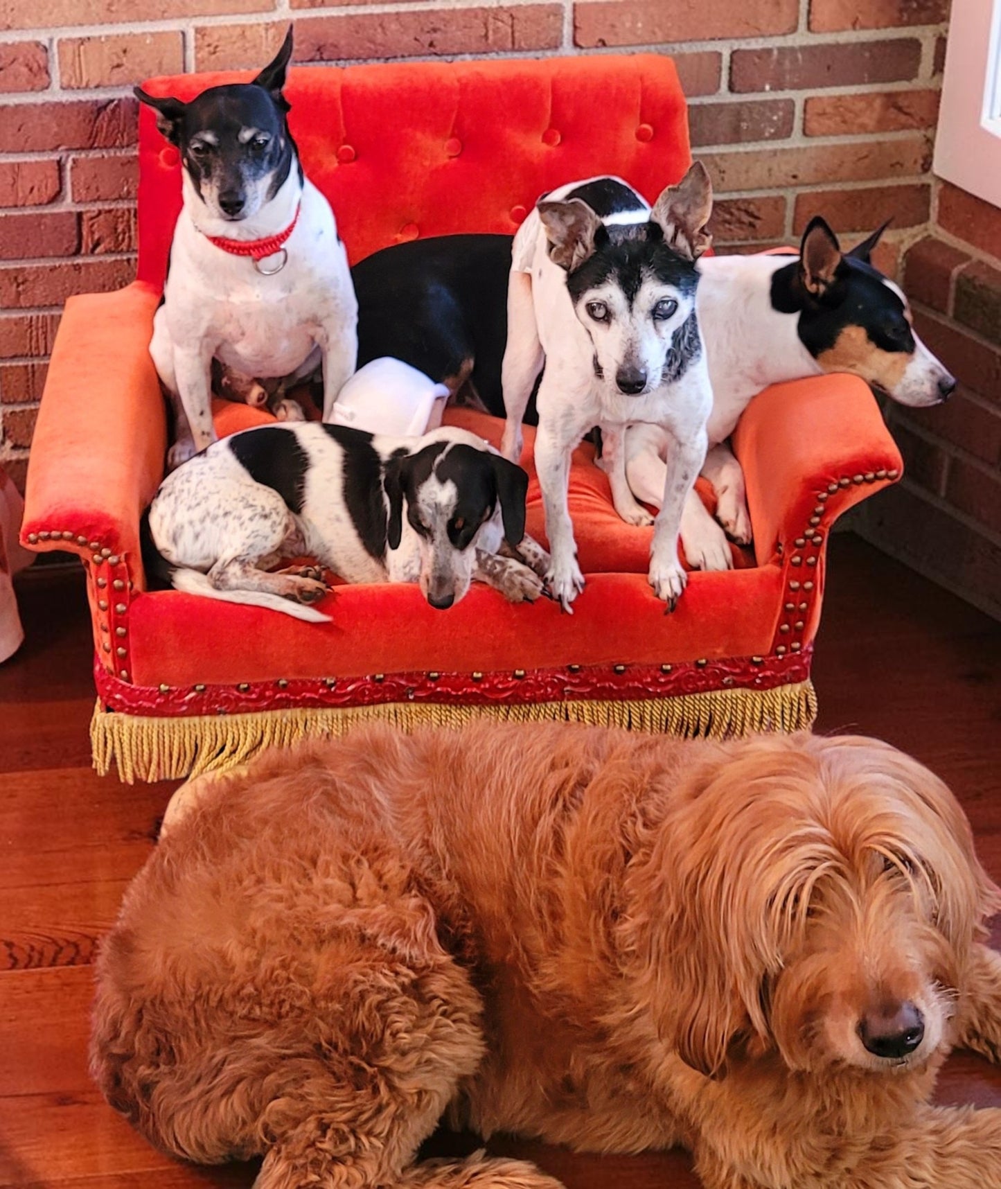 Friends Orange Pet Sofa, Central Perk Pet Sofa, Friends dog couch
