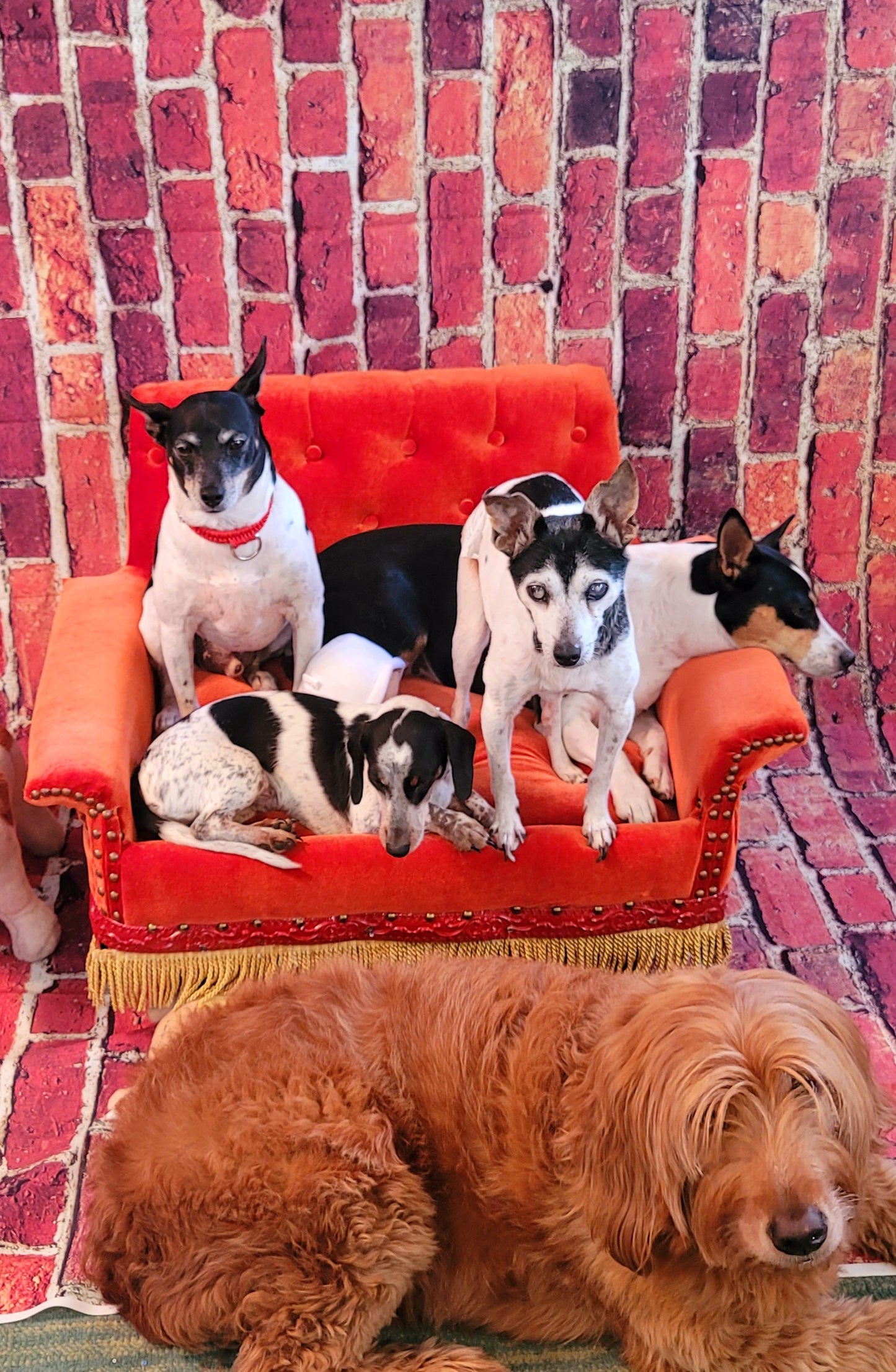 Friends Orange Pet Sofa, Central Perk Pet Sofa, Friends dog couch