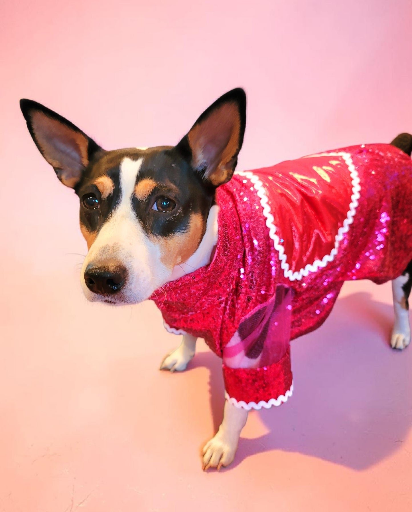 Taylor Swift pet dress, Taylor lover pet dress, Taylor Me pet dress, sequin heart pet dress