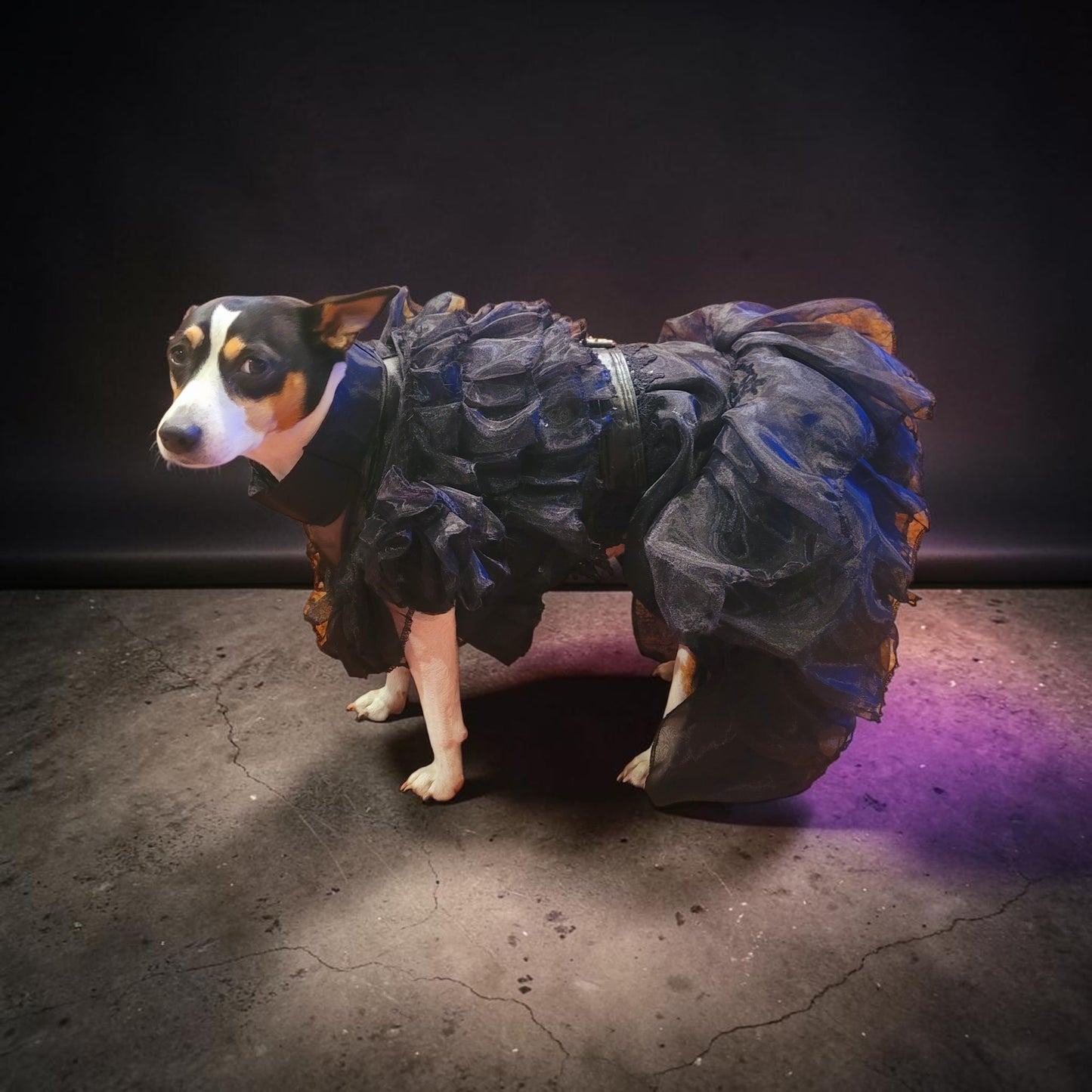 Wednesday Raven Pet Prom dress, Wednesday Pet Costume, Wednesday Raven Dog dress