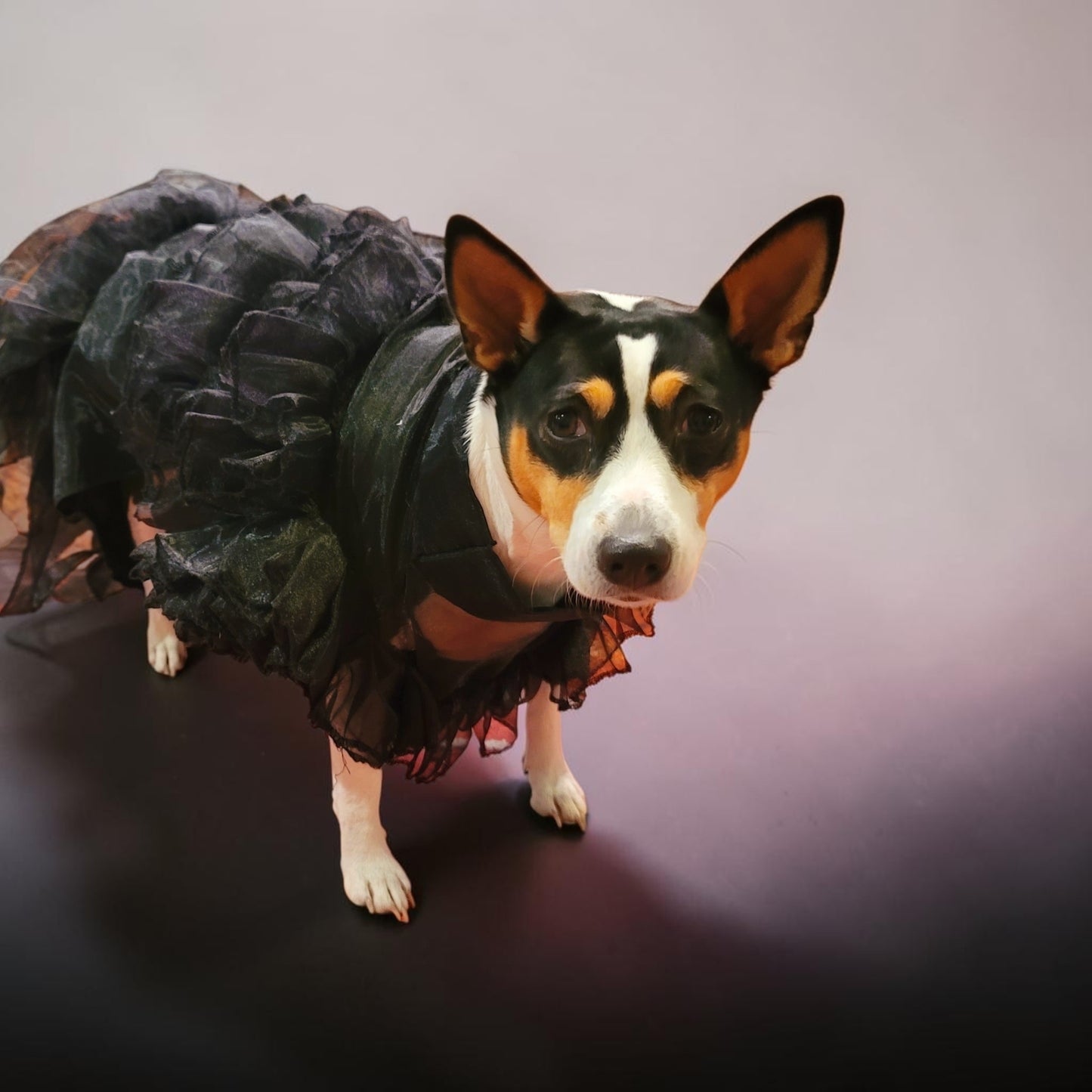 Wednesday Raven Pet Prom dress, Wednesday Pet Costume, Wednesday Raven Dog dress