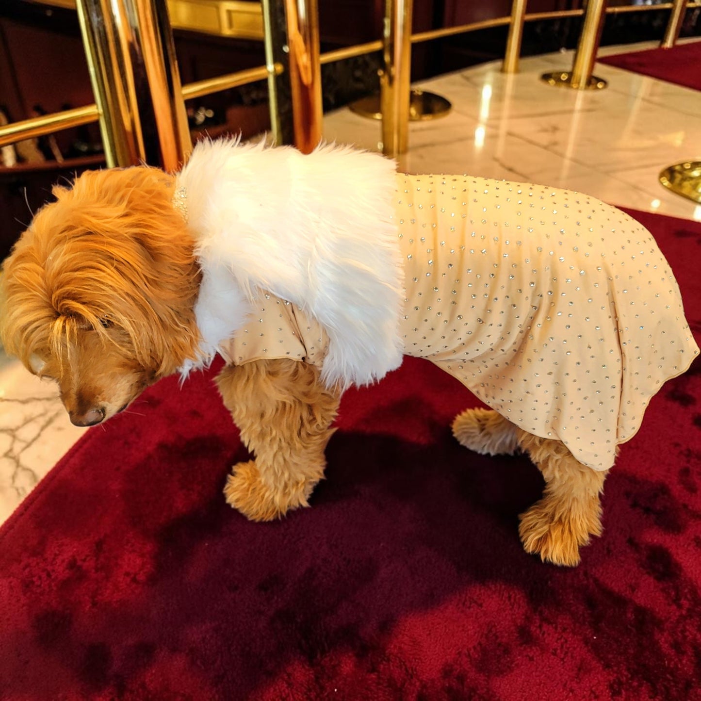Marilyn Monroe Pet costume, Marilyn Monroe Happy Birthday Mr. President pet dress, Marilyn Monroe dog costume gold dress, pet cat costume