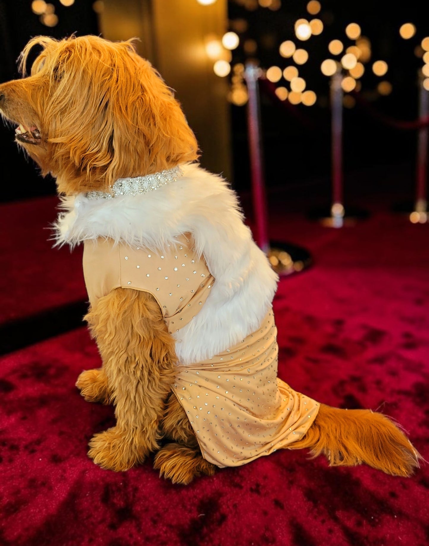 Marilyn Monroe Pet costume, Marilyn Monroe Happy Birthday Mr. President pet dress, Marilyn Monroe dog costume gold dress, pet cat costume