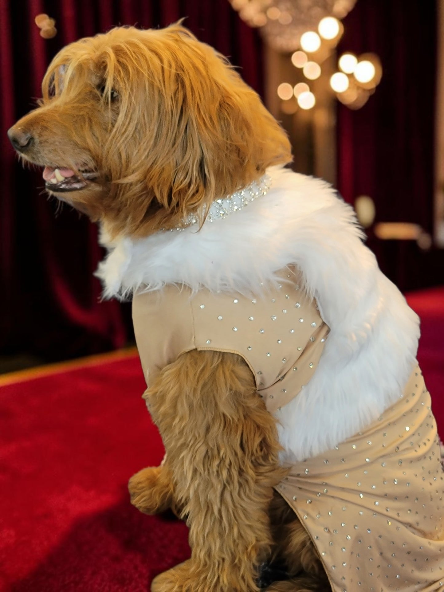 Marilyn Monroe Pet costume, Marilyn Monroe Happy Birthday Mr. President pet dress, Marilyn Monroe dog costume gold dress, pet cat costume