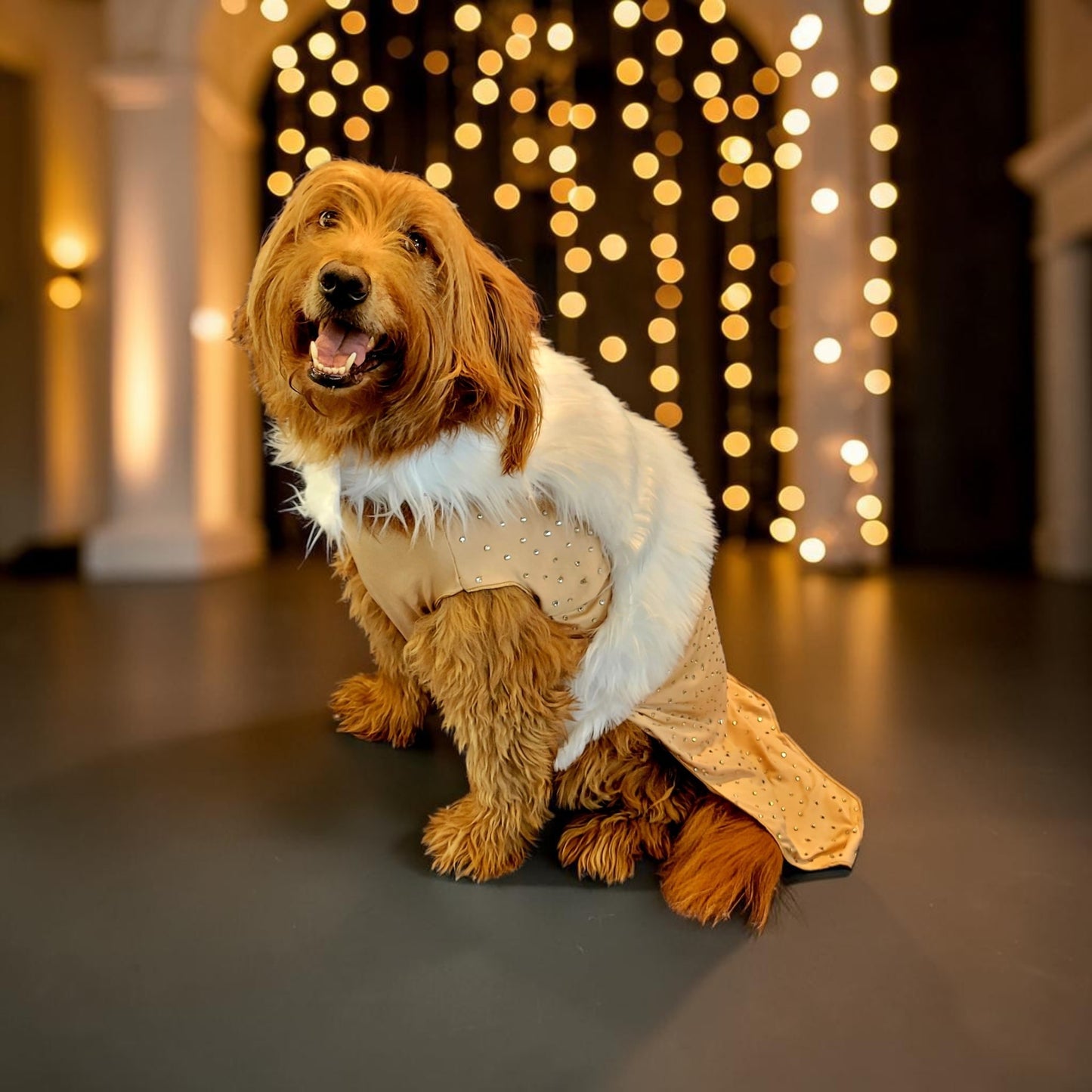 Marilyn Monroe Pet costume, Marilyn Monroe Happy Birthday Mr. President pet dress, Marilyn Monroe dog costume gold dress, pet cat costume