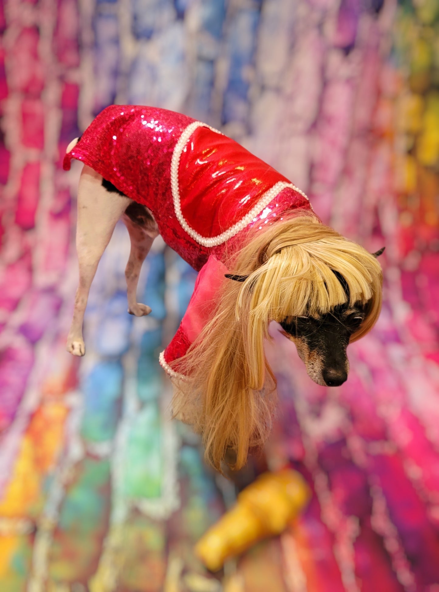 Taylor Swift pet dress, Taylor lover pet dress, Taylor Me pet dress, sequin heart pet dress