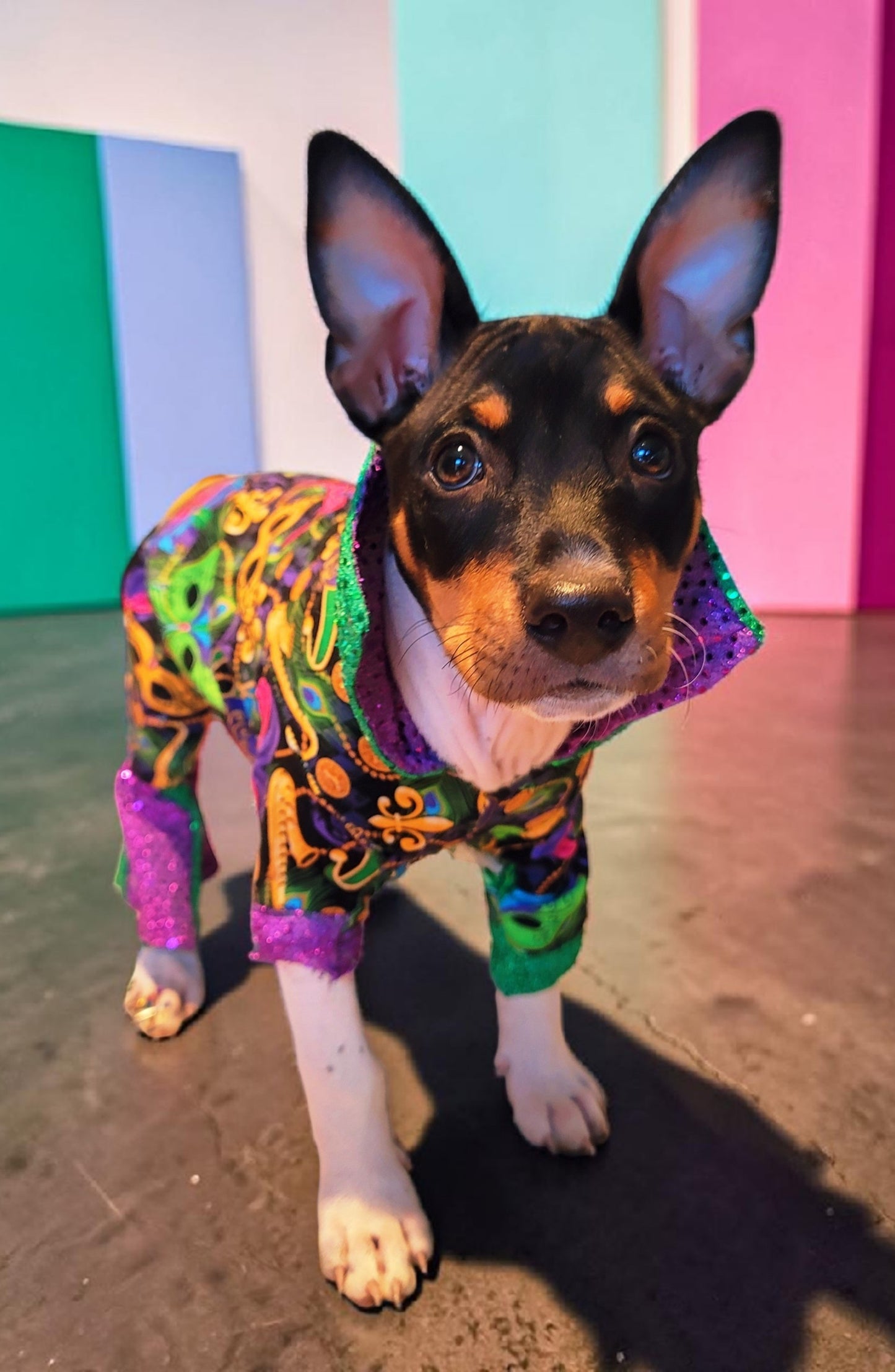 Mardi Gras Pet body suit, Mardi Gras sequin pet body suit, Mardi Gras Pet costume