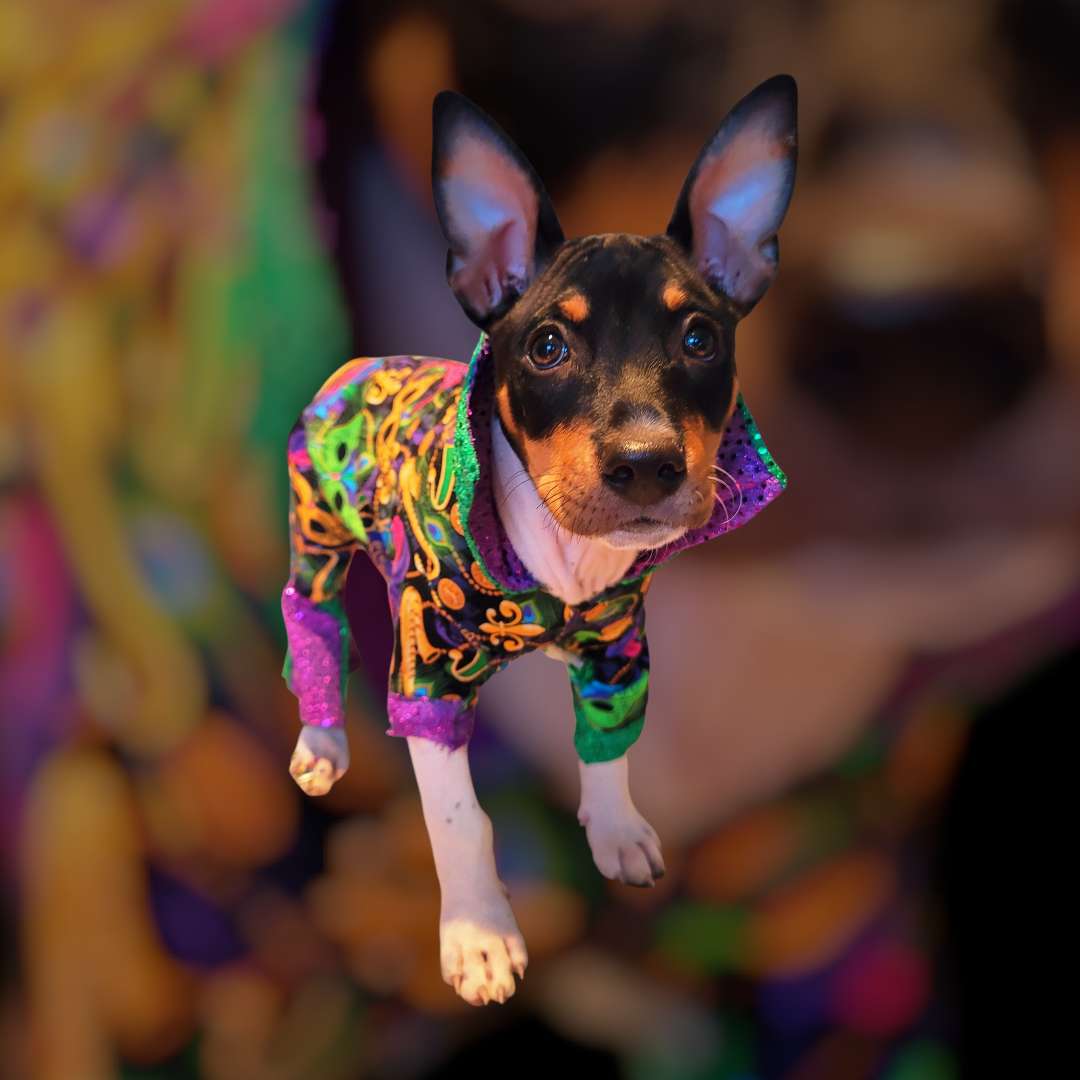 Mardi Gras Pet body suit, Mardi Gras sequin pet body suit, Mardi Gras Pet costume