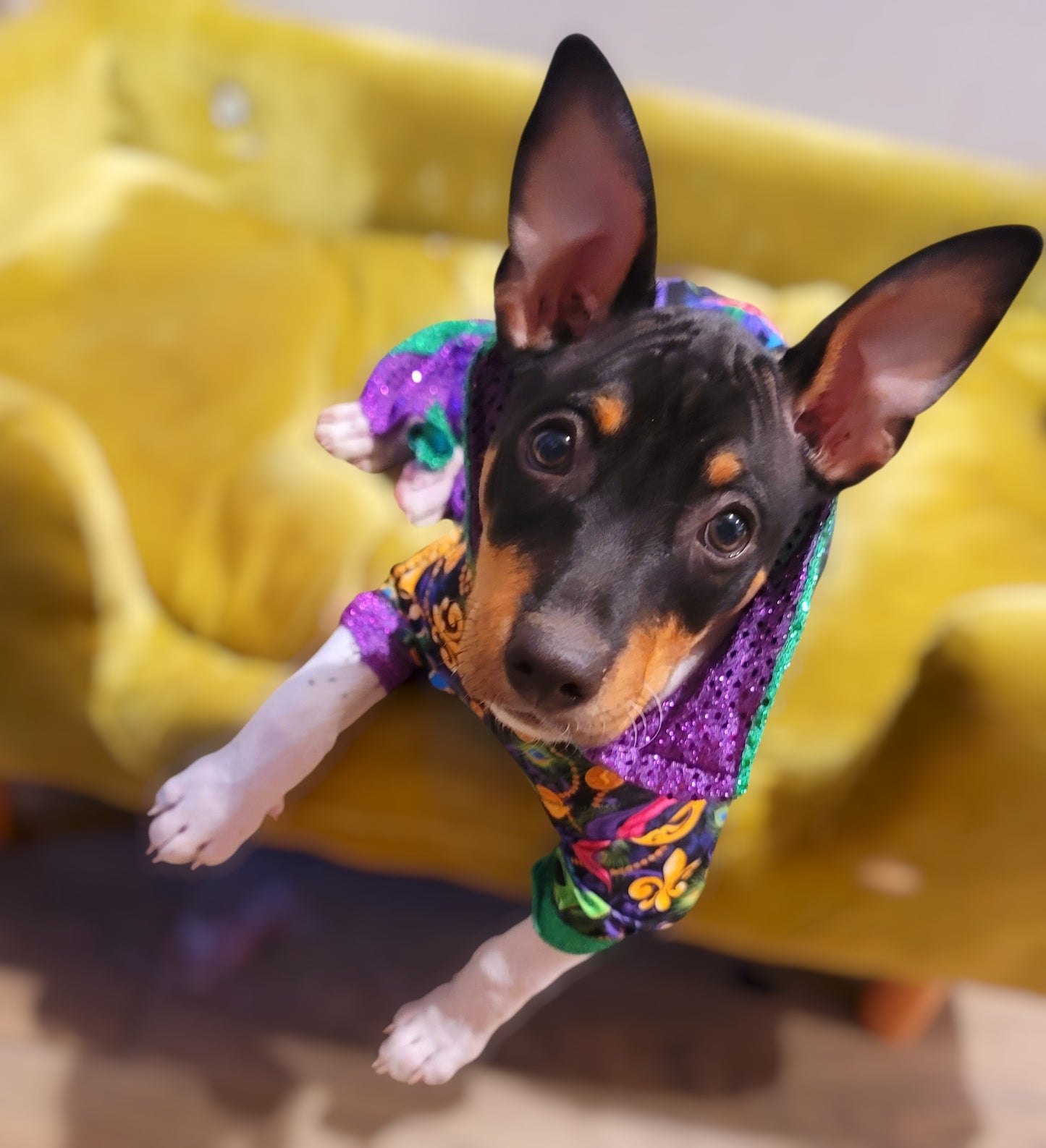 Mardi Gras Pet body suit, Mardi Gras sequin pet body suit, Mardi Gras Pet costume