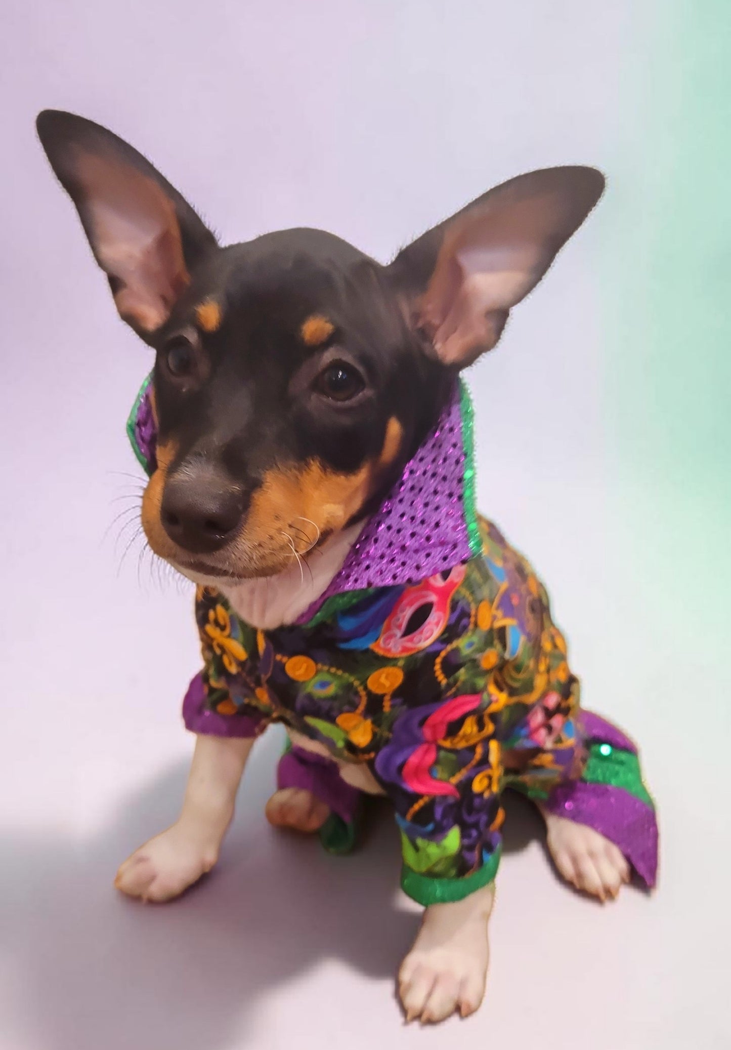 Mardi Gras Pet body suit, Mardi Gras sequin pet body suit, Mardi Gras Pet costume