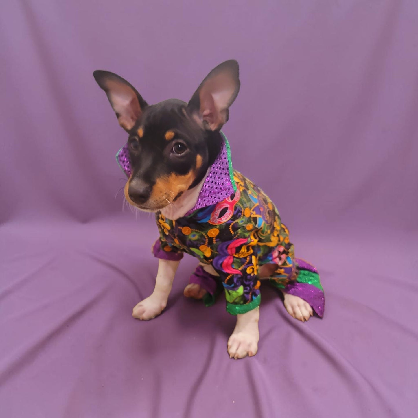 Mardi Gras Pet body suit, Mardi Gras sequin pet body suit, Mardi Gras Pet costume