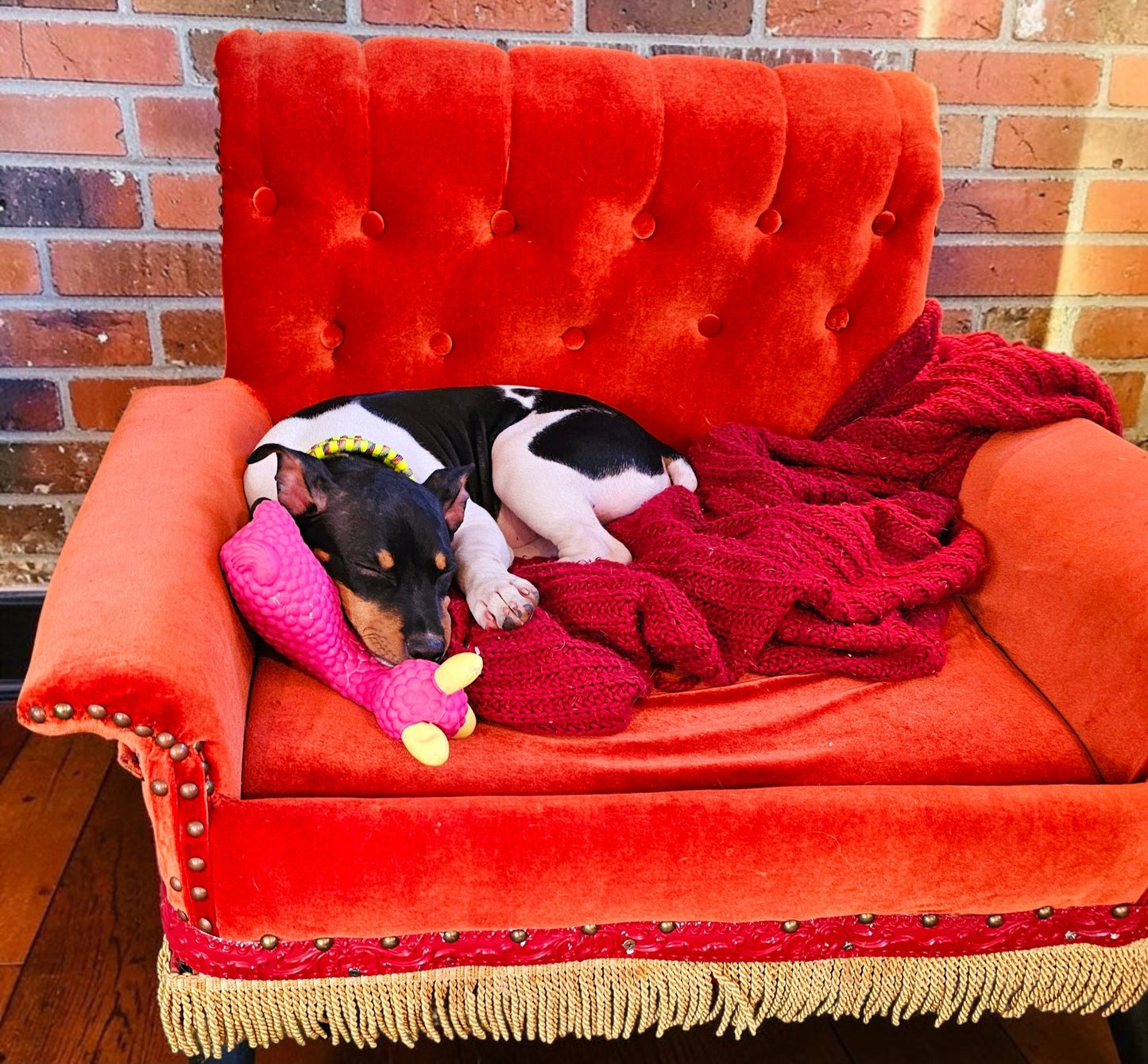 Friends Orange Pet Sofa, Central Perk Pet Sofa, Friends dog couch