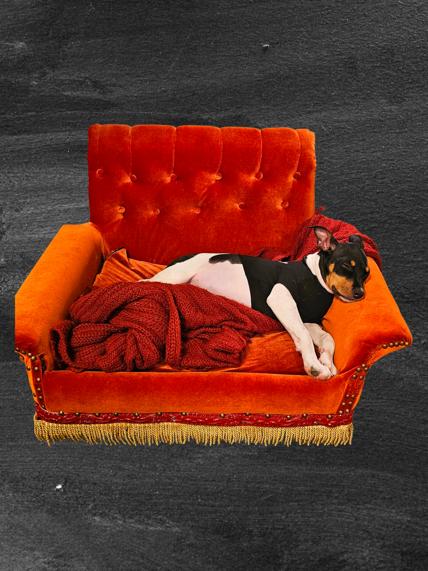 Friends Orange Pet Sofa, Central Perk Pet Sofa, Friends dog couch