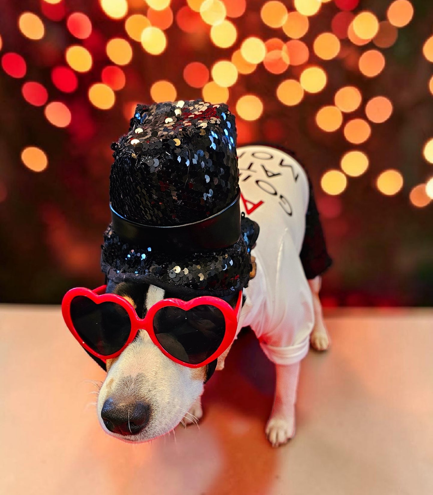 Red Era Pet Costume, red era dog costume, red era cat costume, Taylor Swift pet costume, Taylor Swift red era pet costume