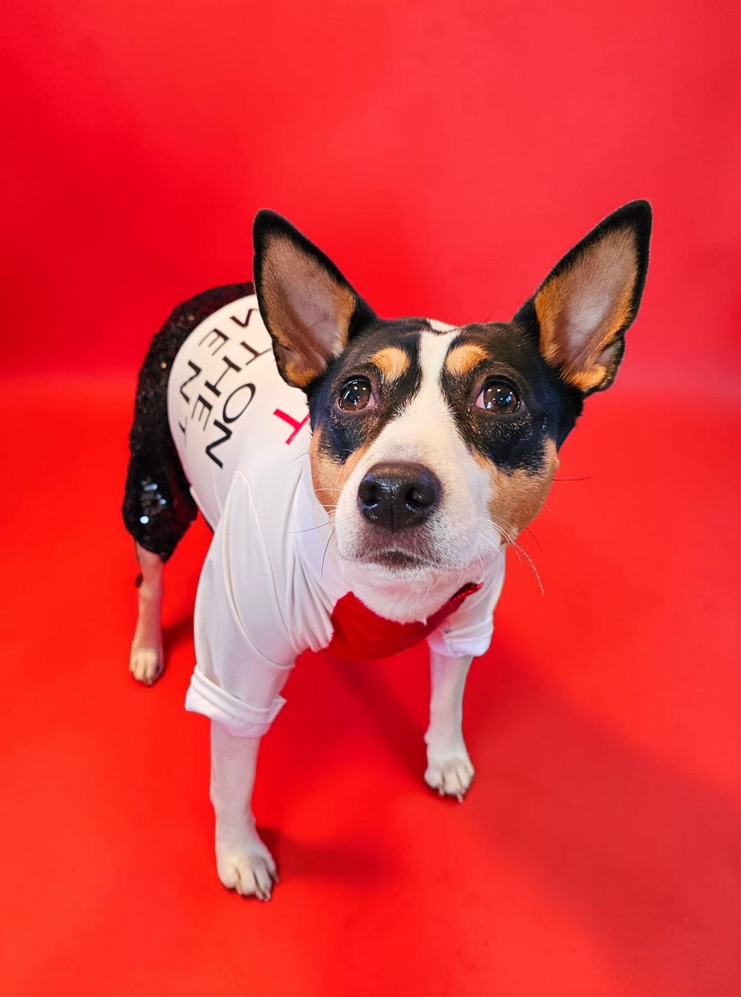 Red Era Pet Costume, red era dog costume, red era cat costume, Taylor Swift pet costume, Taylor Swift red era pet costume