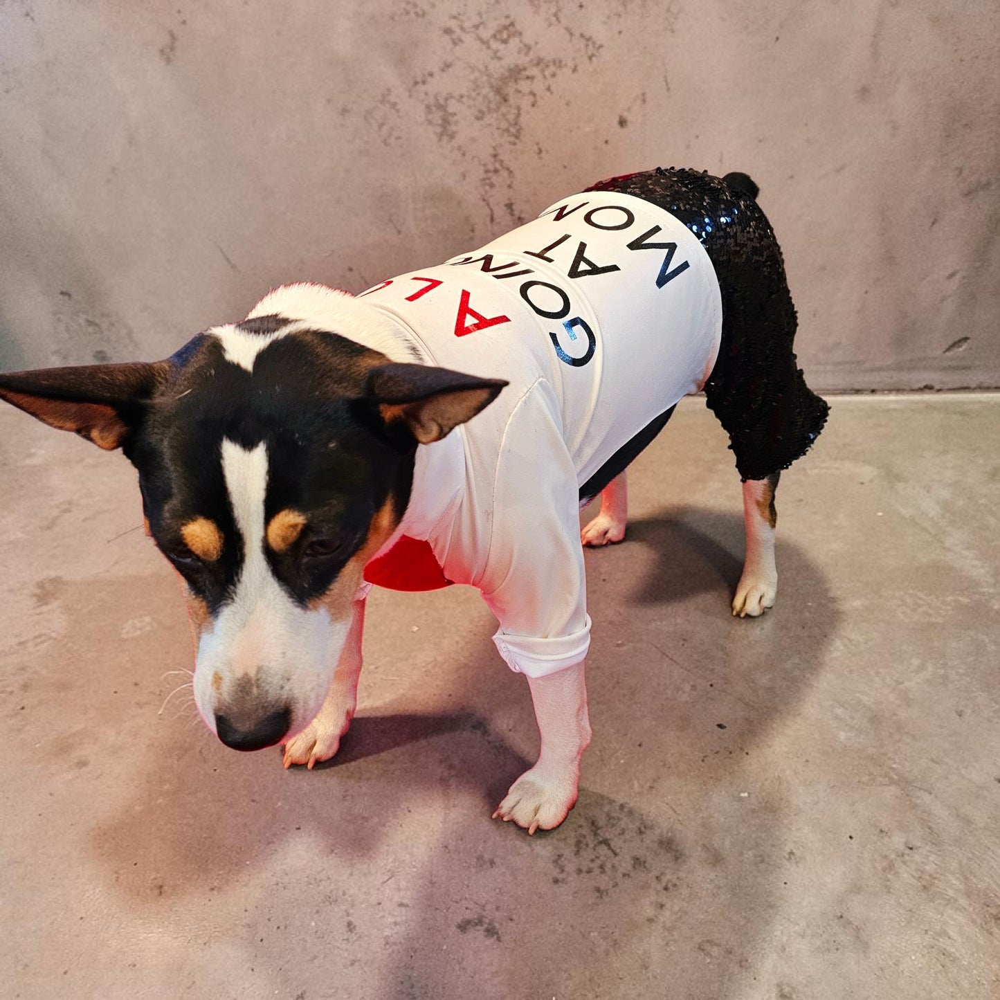 Red Era Pet Costume, red era dog costume, red era cat costume, Taylor Swift pet costume, Taylor Swift red era pet costume