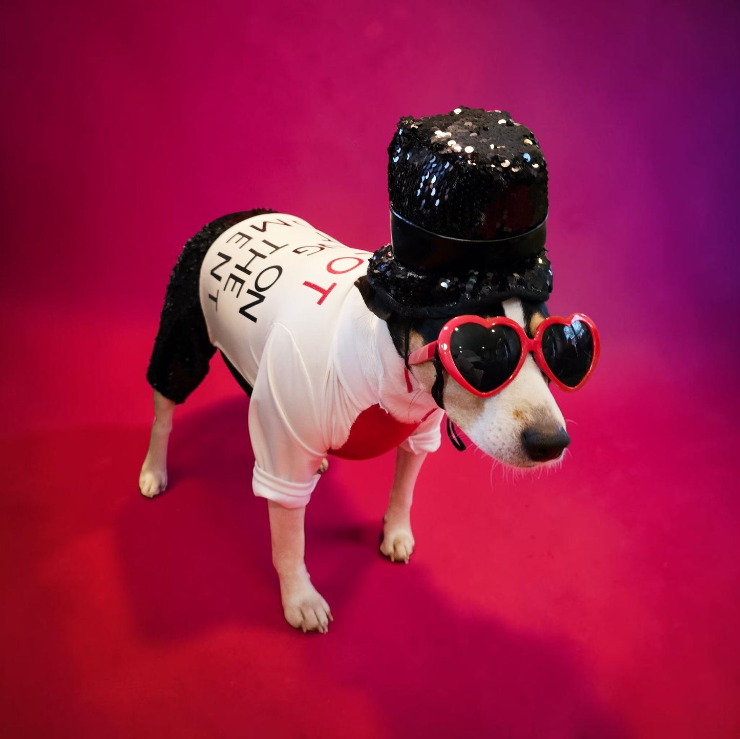 Red Era Pet Costume, red era dog costume, red era cat costume, Taylor Swift pet costume, Taylor Swift red era pet costume