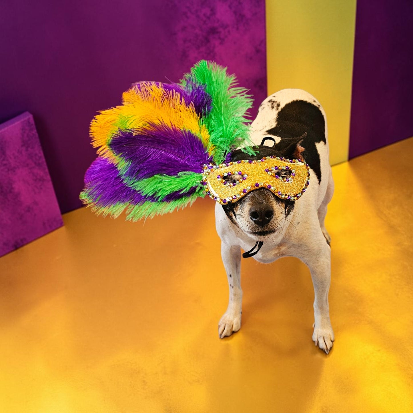 Mardi Gras Pet Masks, Mardi Gras Dog Mask, Fat Tuesday pet, feather pet mask