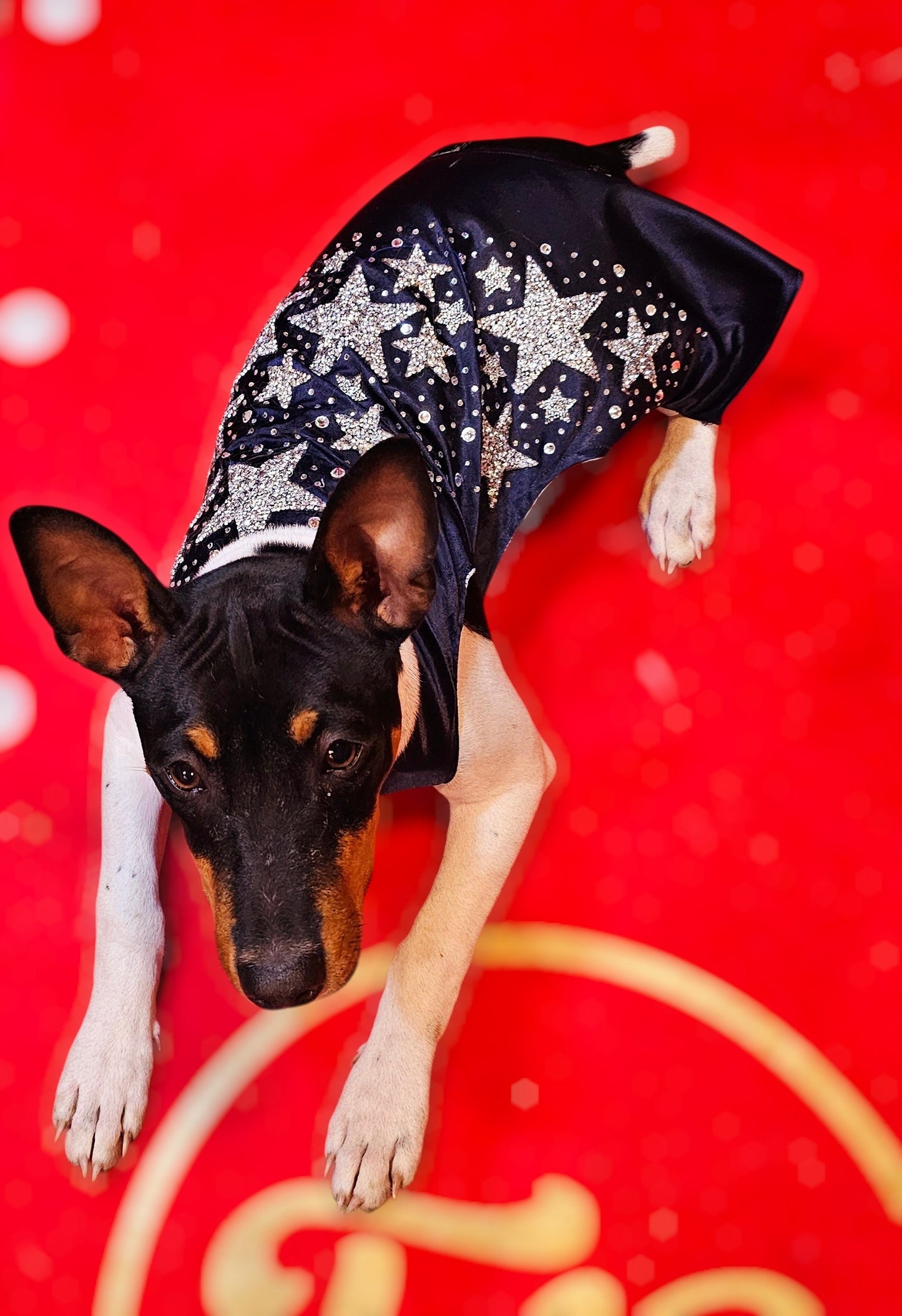 Midnight Era Pet costume, Taylor Swift Midnight Era pet costume,  Midnight Era dog costume, Midnight Era cat costume,  Taylor Swift midnight