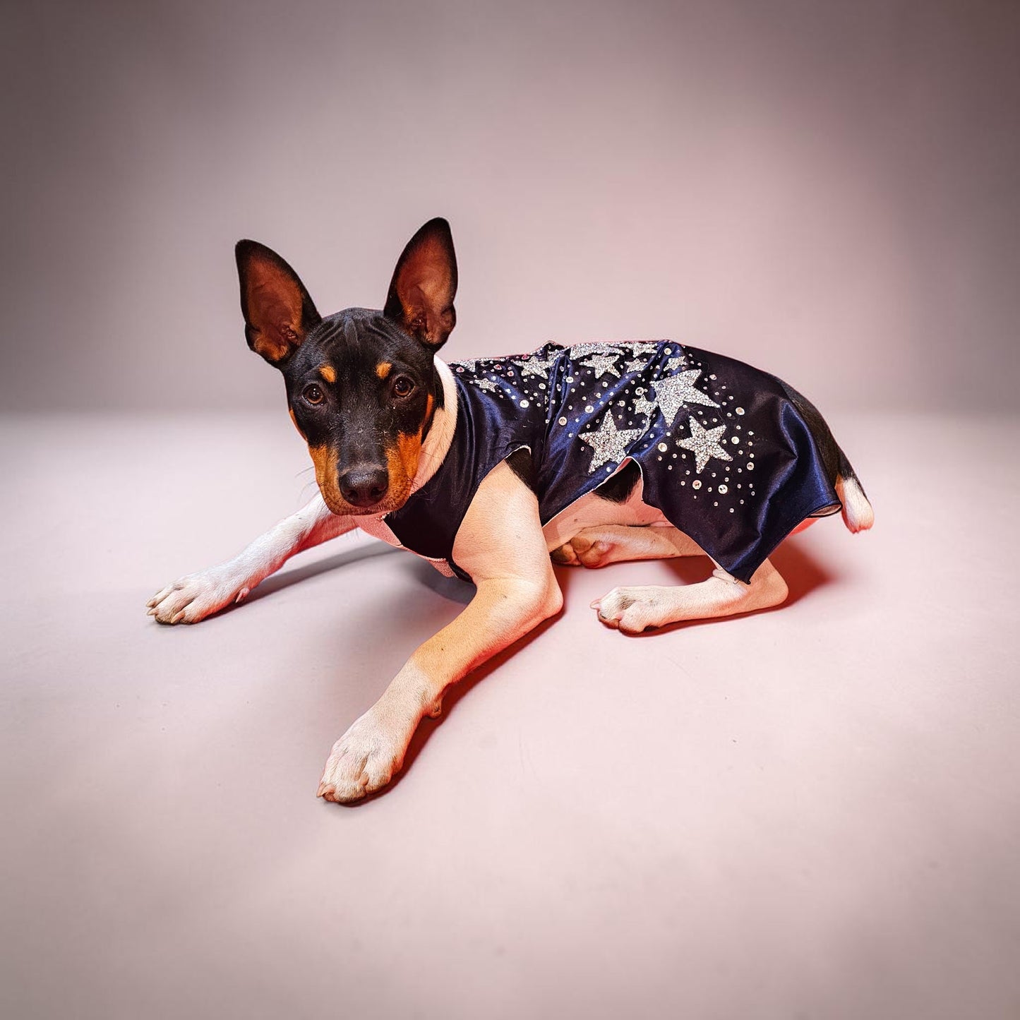 Midnight Era Pet costume, Taylor Swift Midnight Era pet costume,  Midnight Era dog costume, Midnight Era cat costume,  Taylor Swift midnight